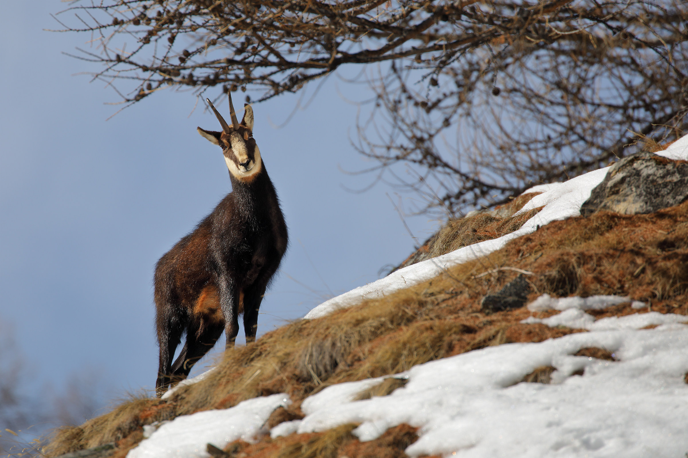 Chamois