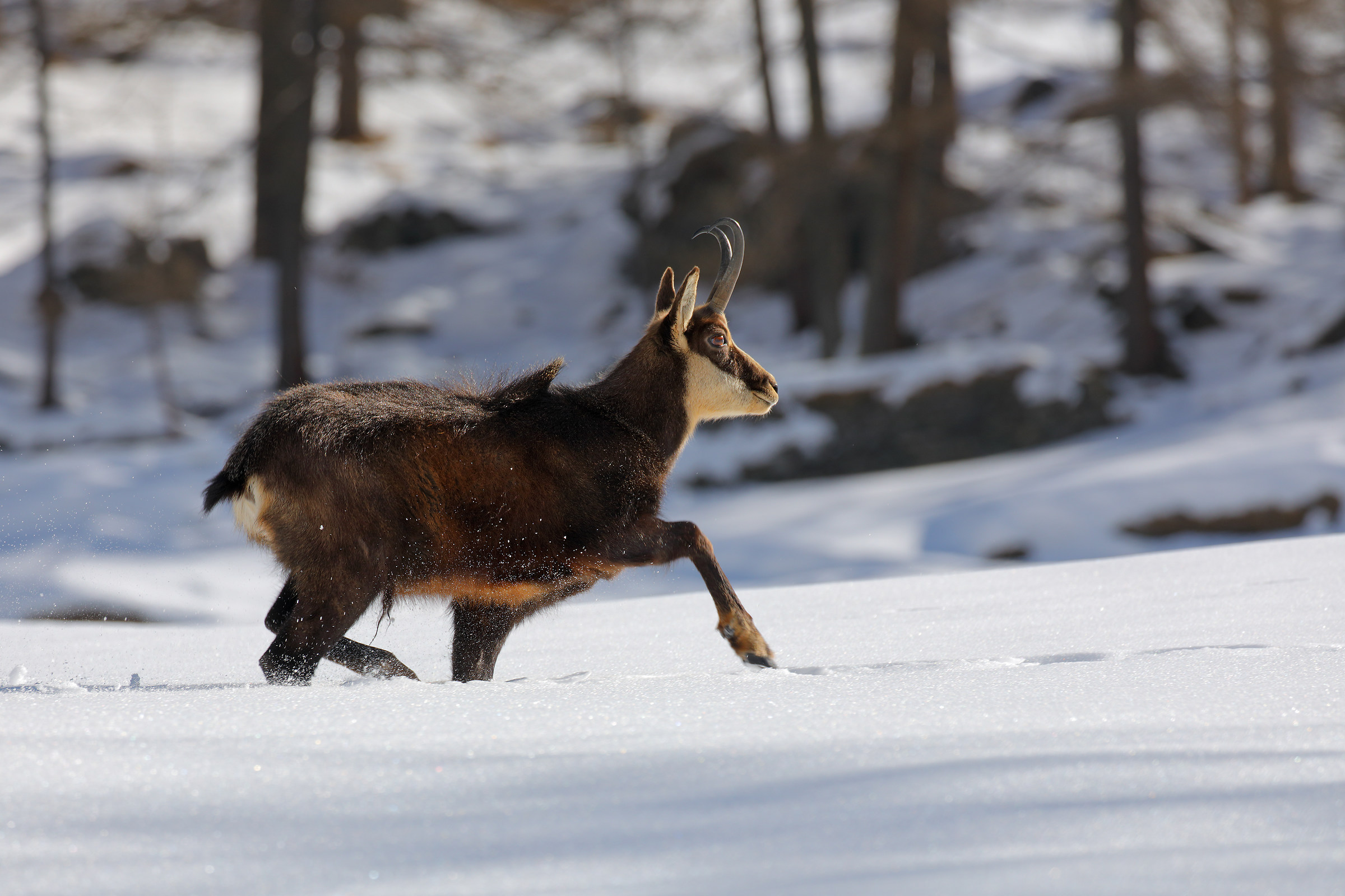 Chamois