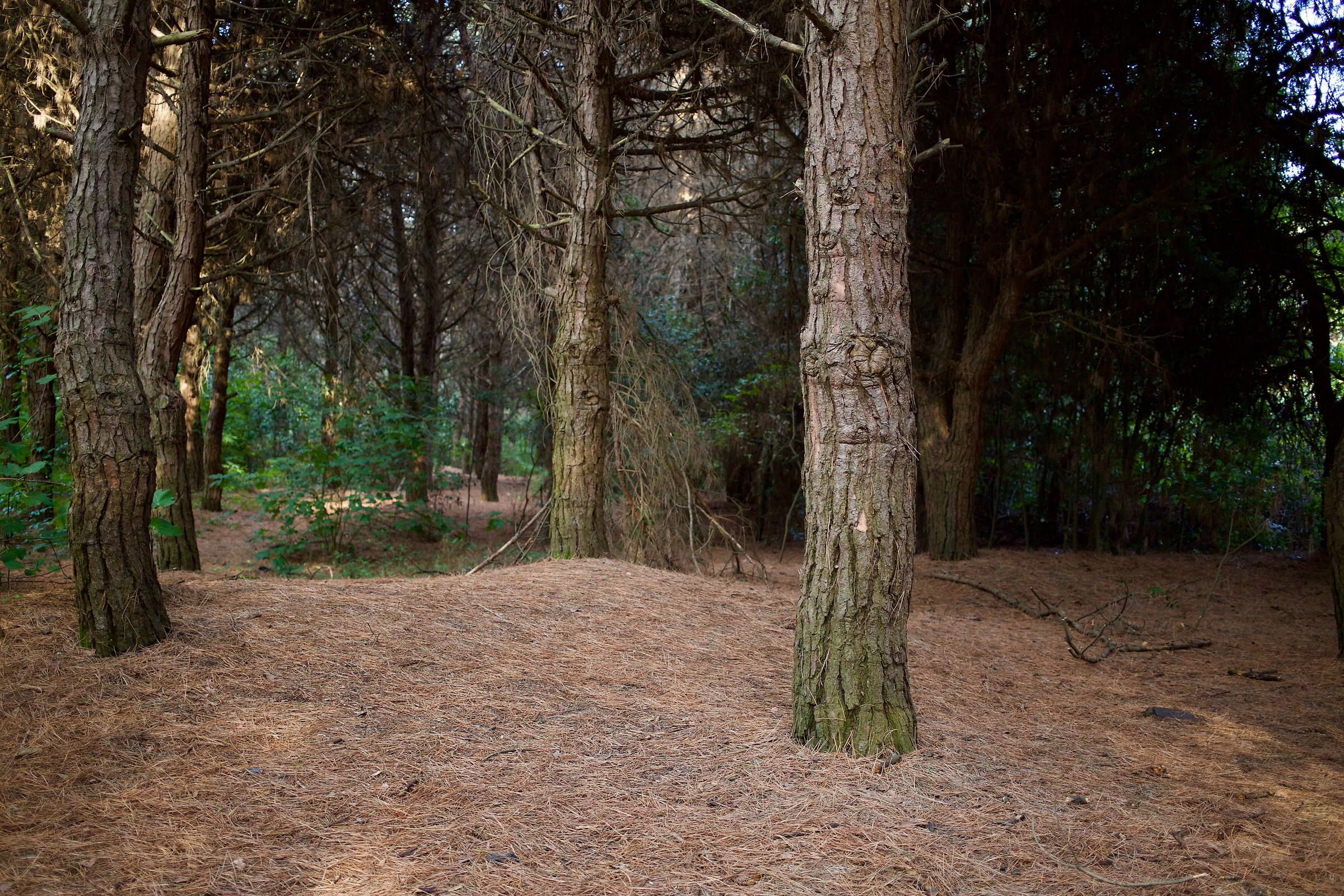 "Pine needles and silence and mushrooms"