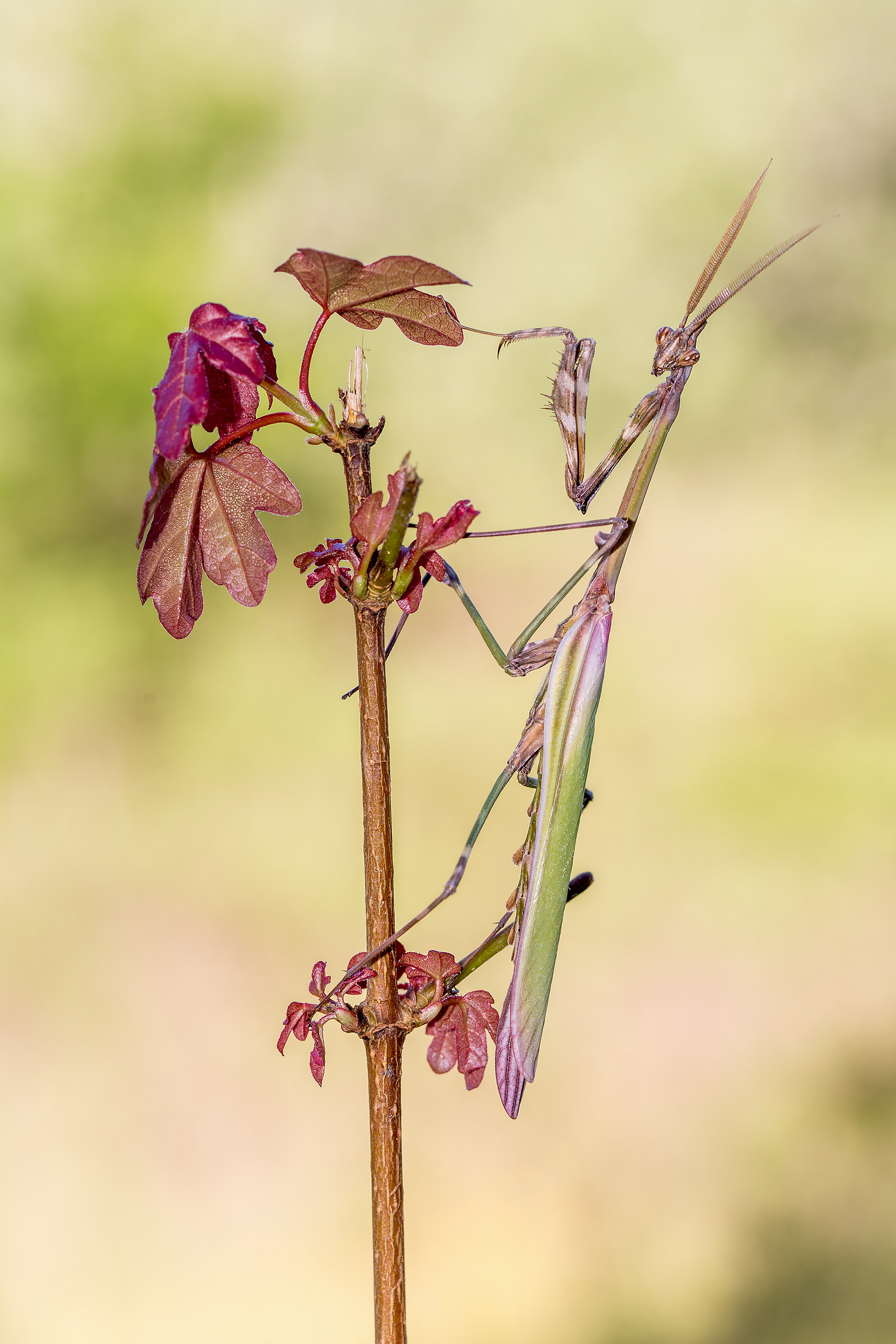 Empusa pennata