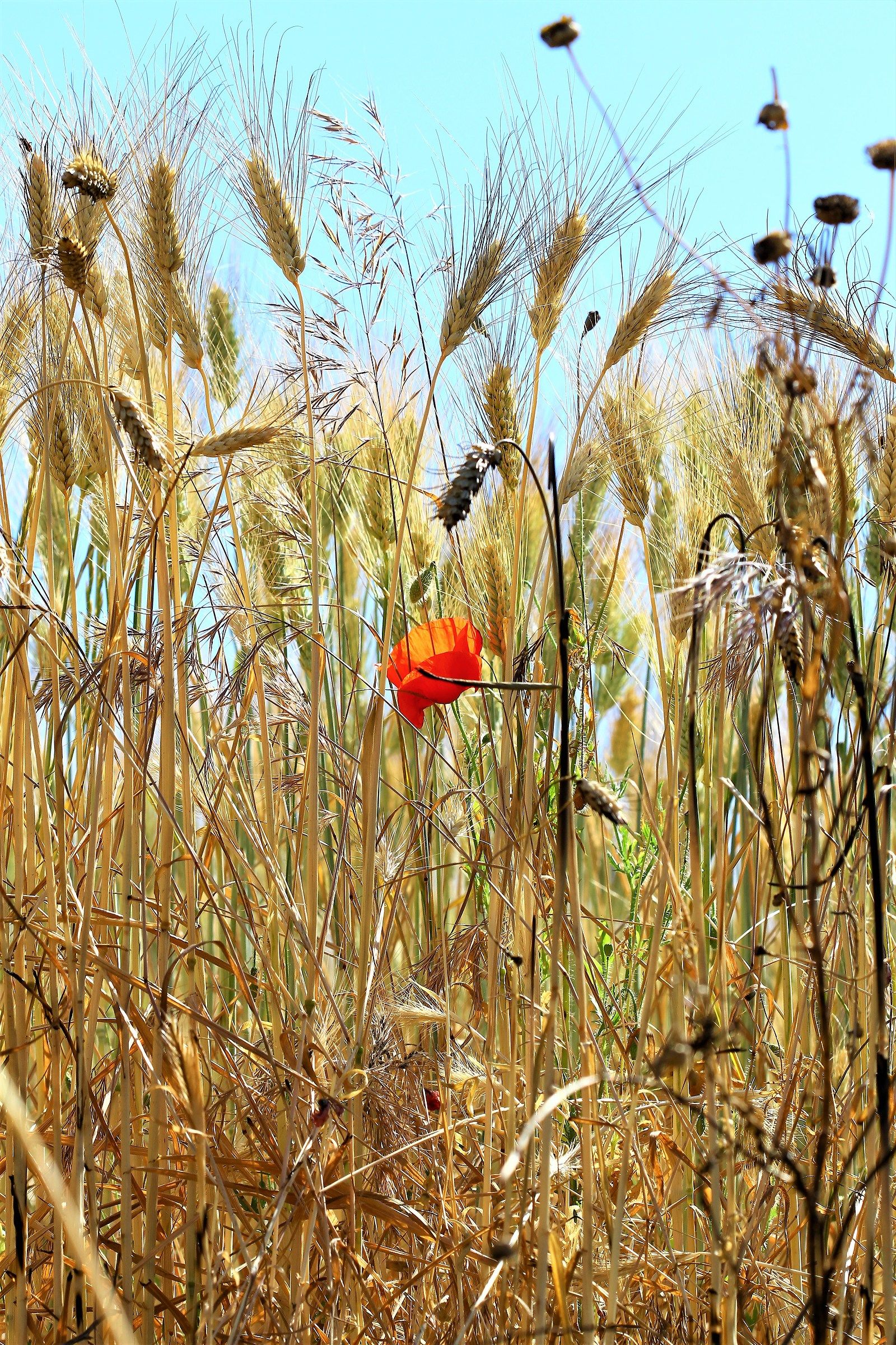 Better than badly accompanied!