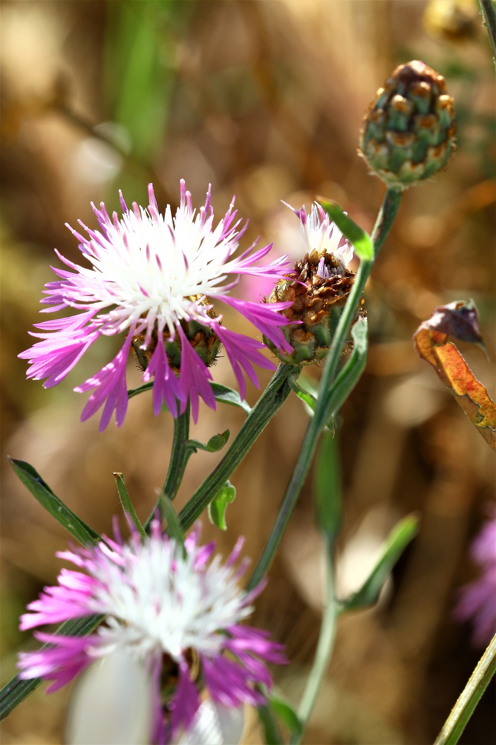 Unusual and never seen before!