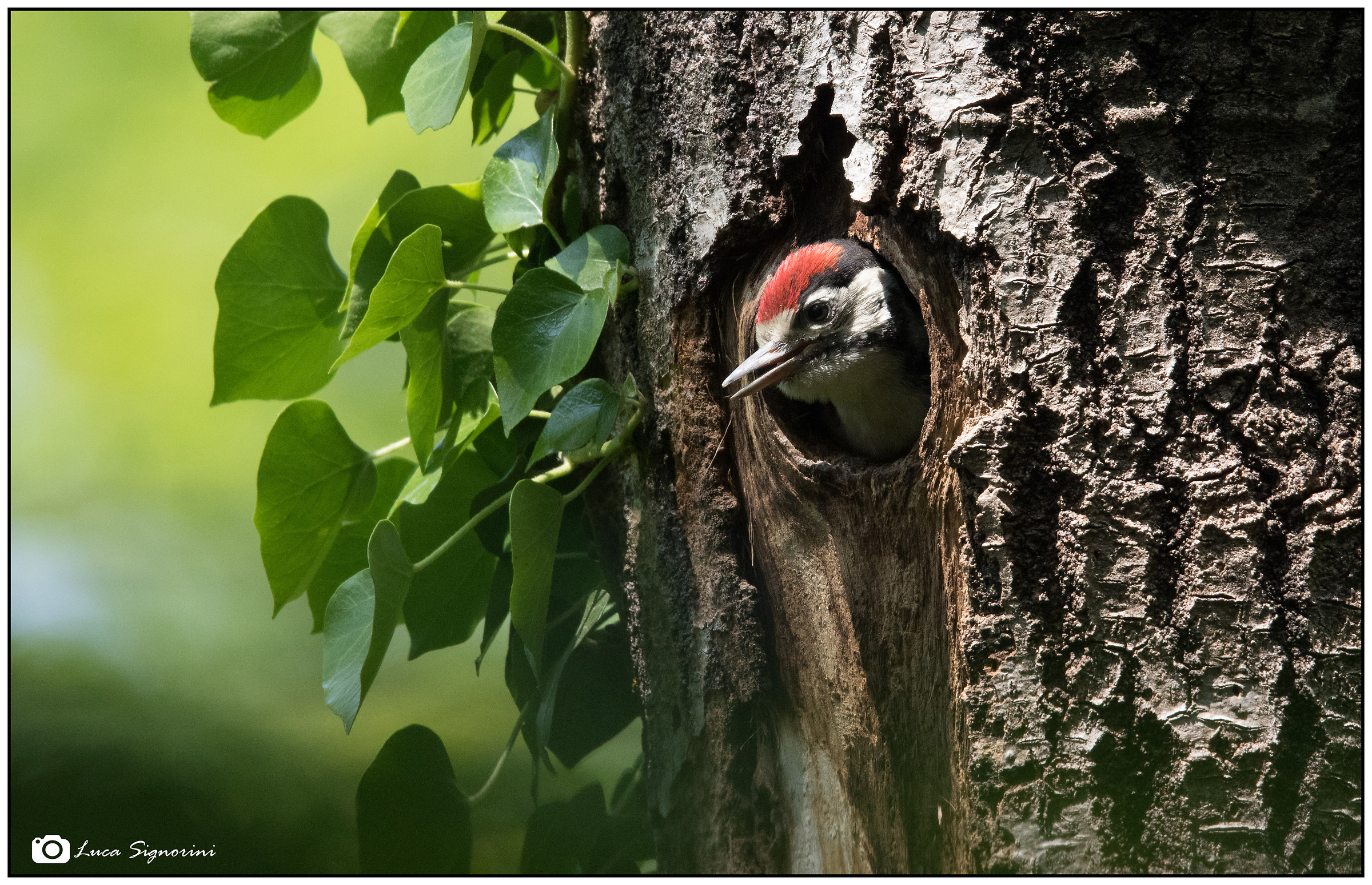 First come out of the nest