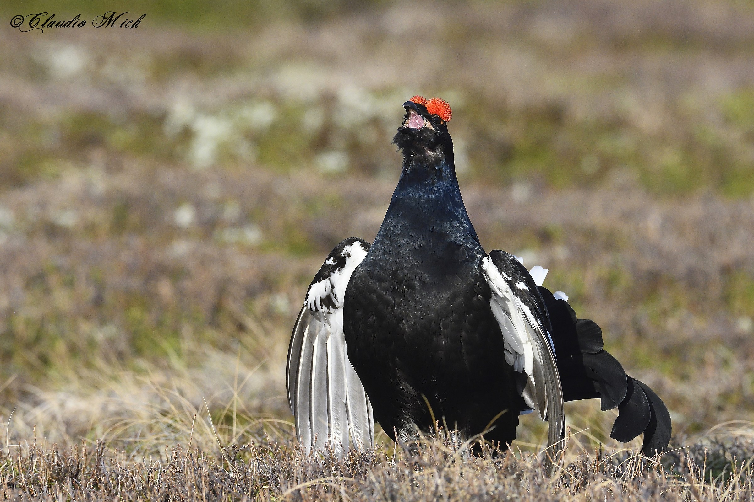 Il canto del Gallo forcello
