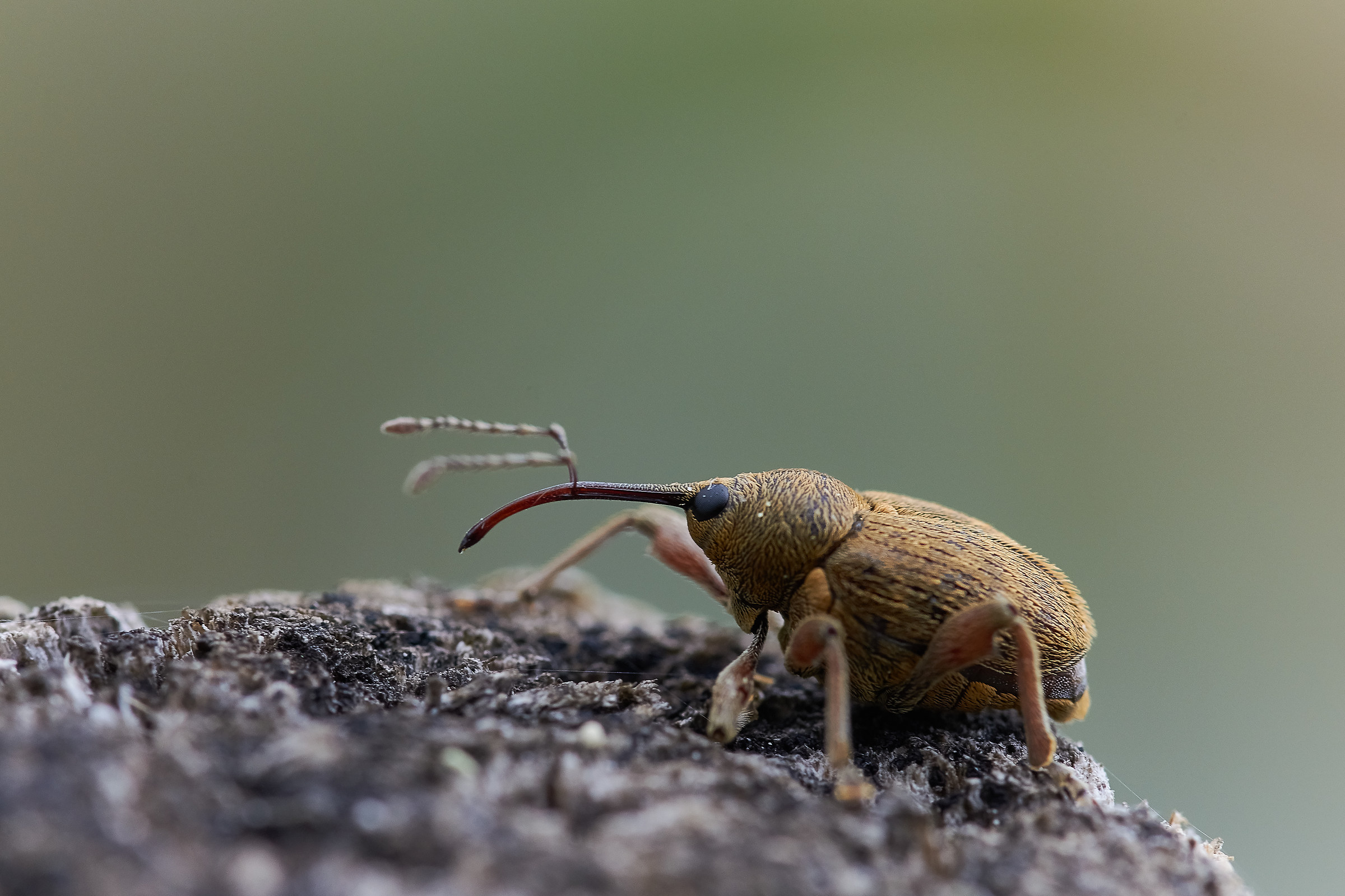 Curculionide naufrago