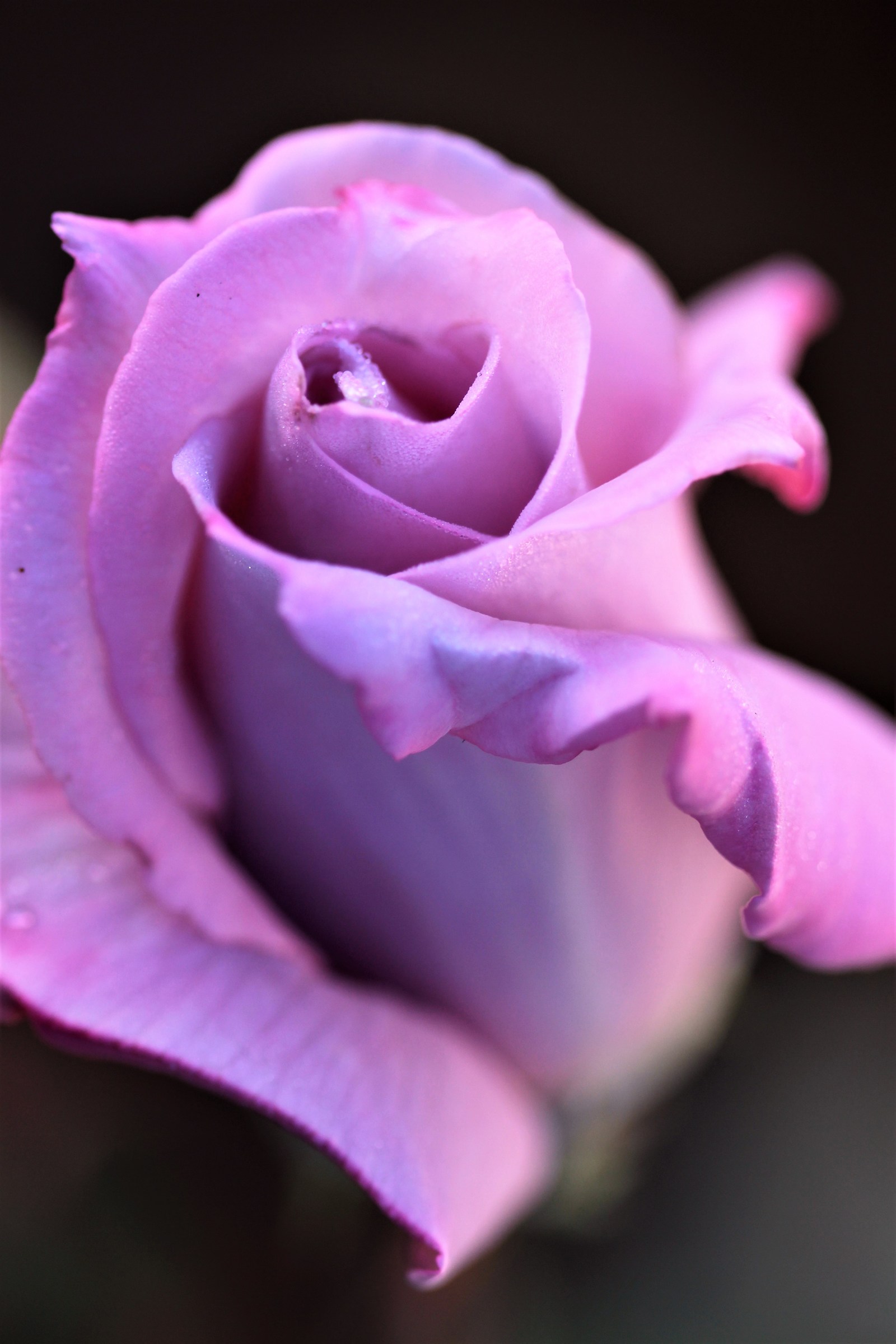 Almost the perfect rose