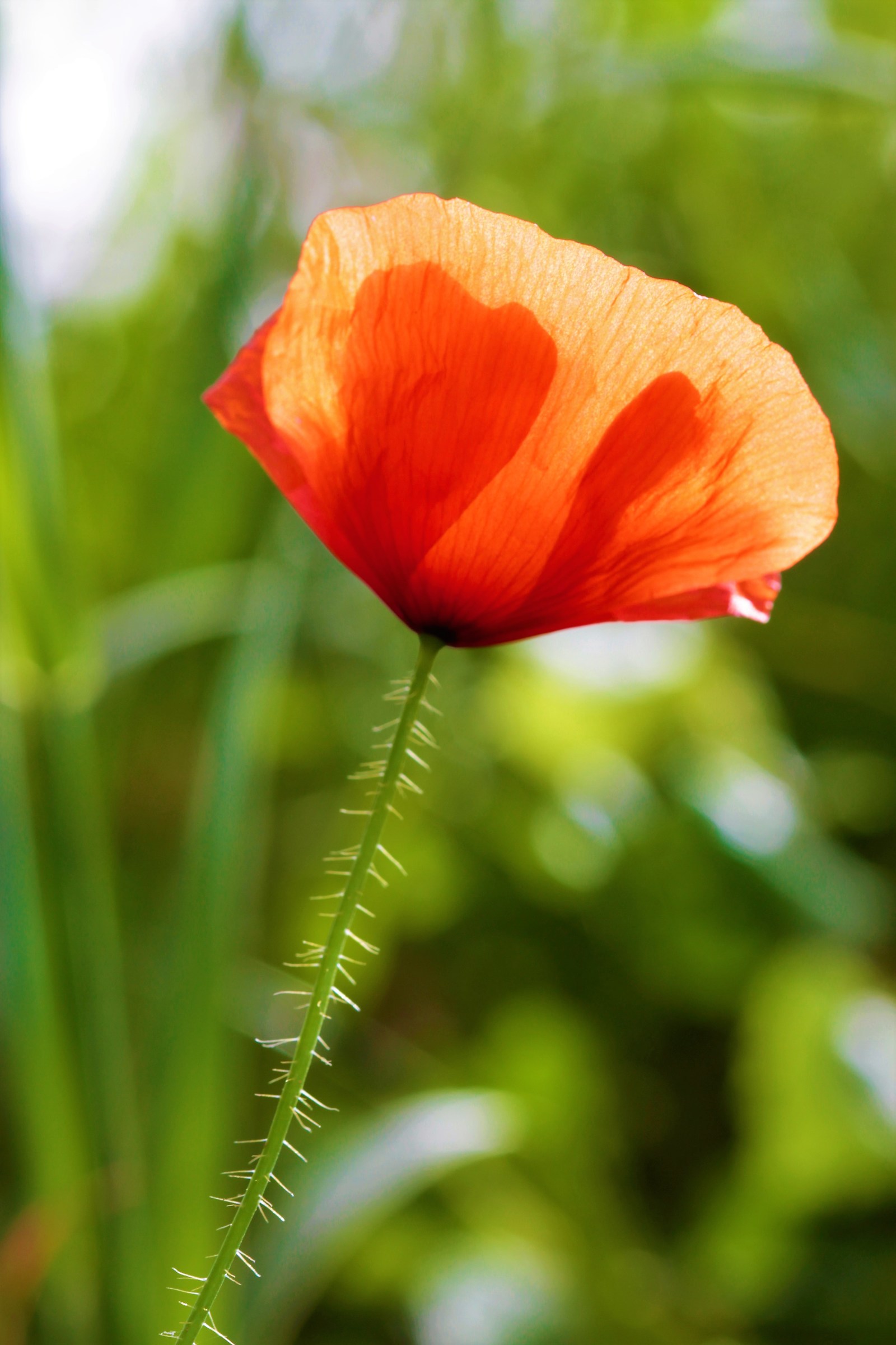 A poppy