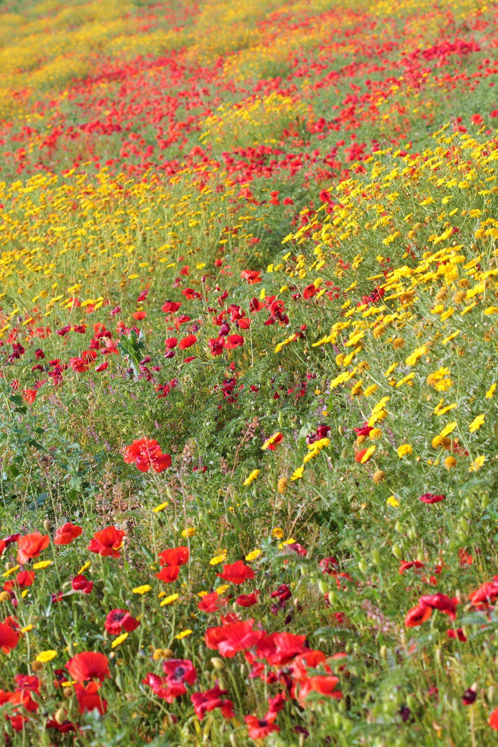 So many poppies!