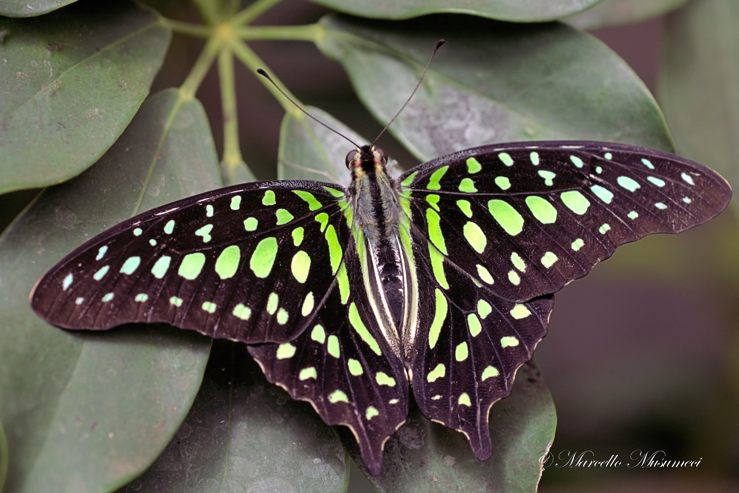 Casa delle farfalle - Parco Monteserra - Viagrande (ct)