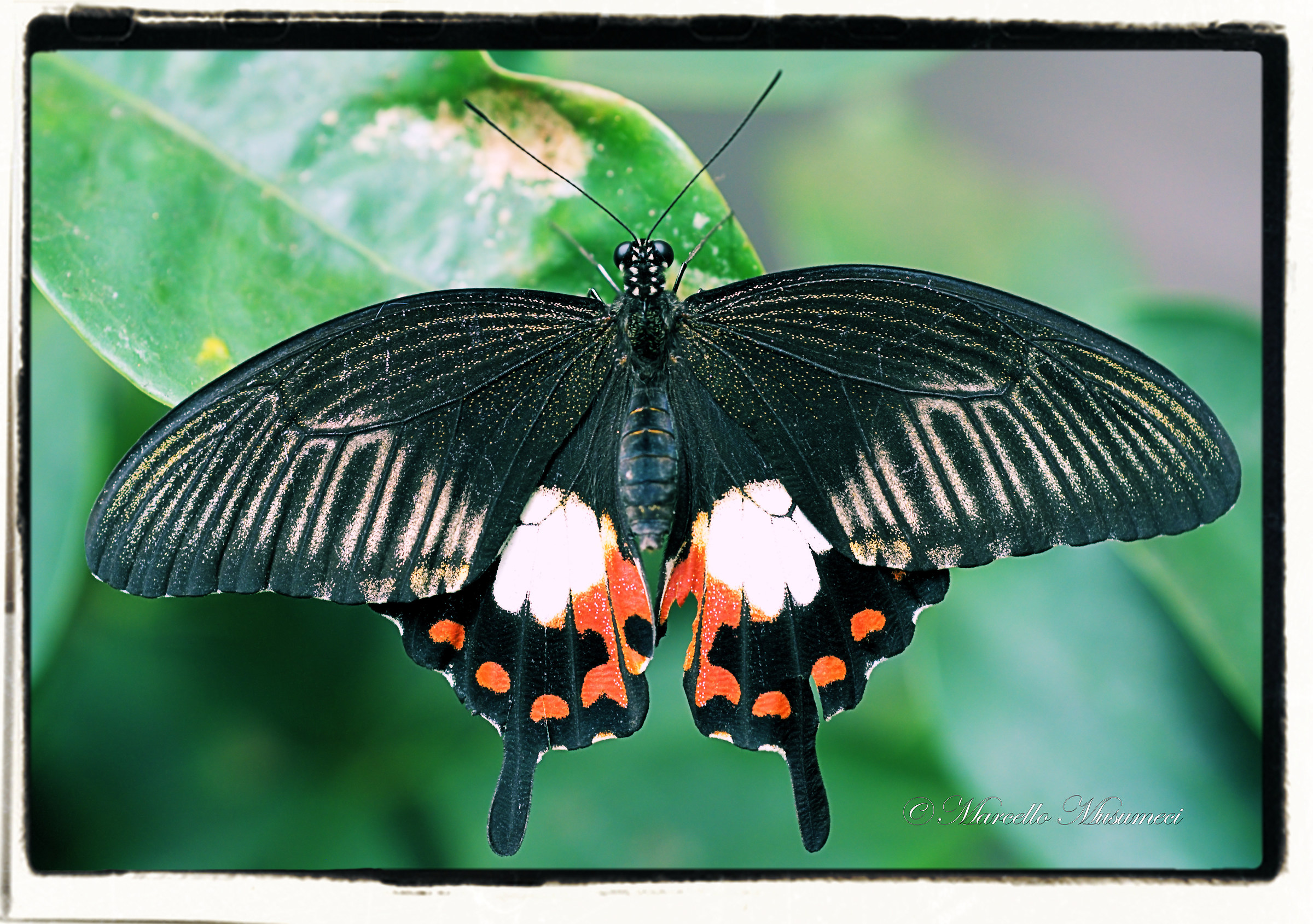 Casa delle farfalle - Parco Monteserra - Viagrande (ct)