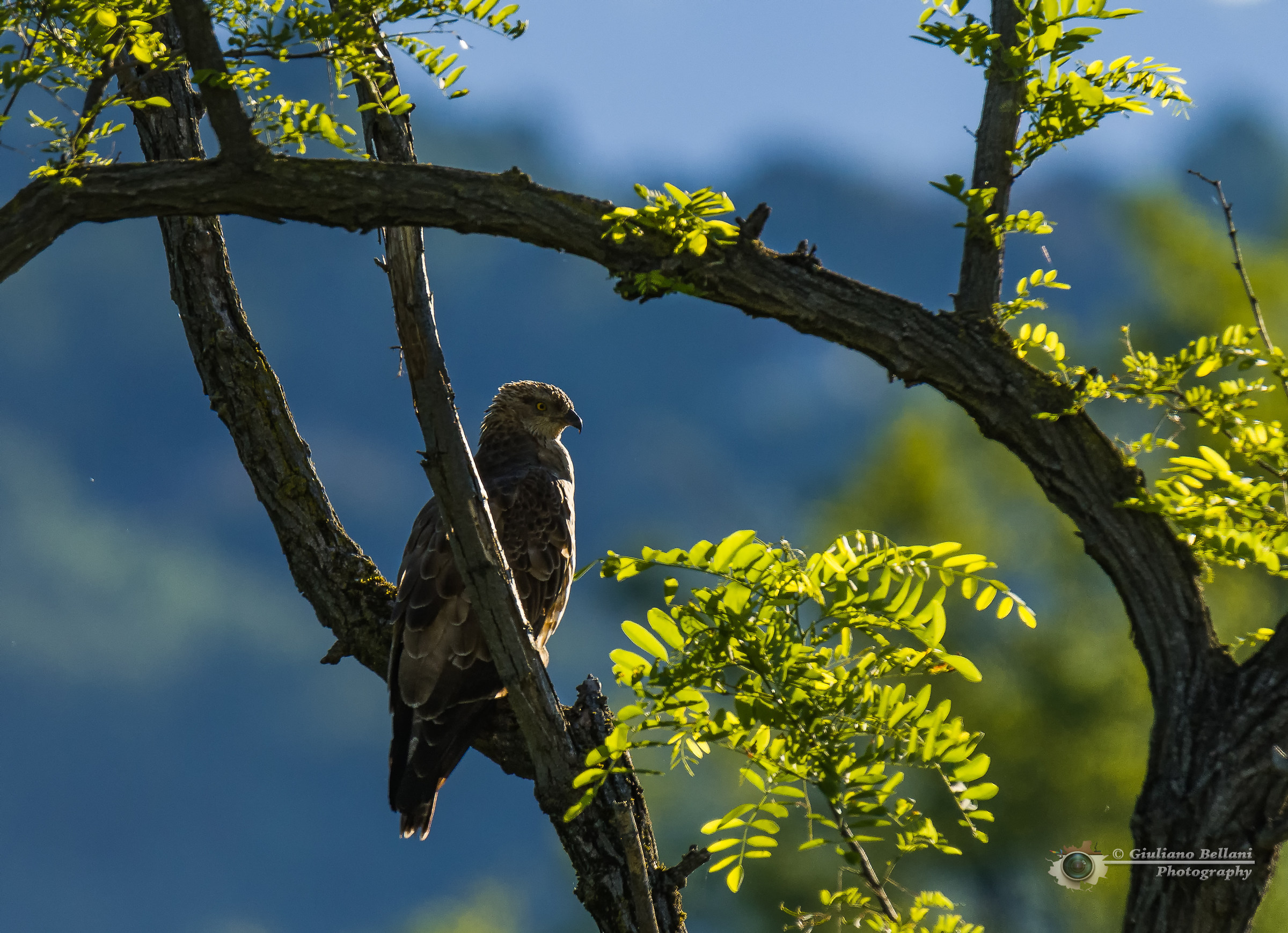 Falco Pecchiaiolo alle prime luci della giornata