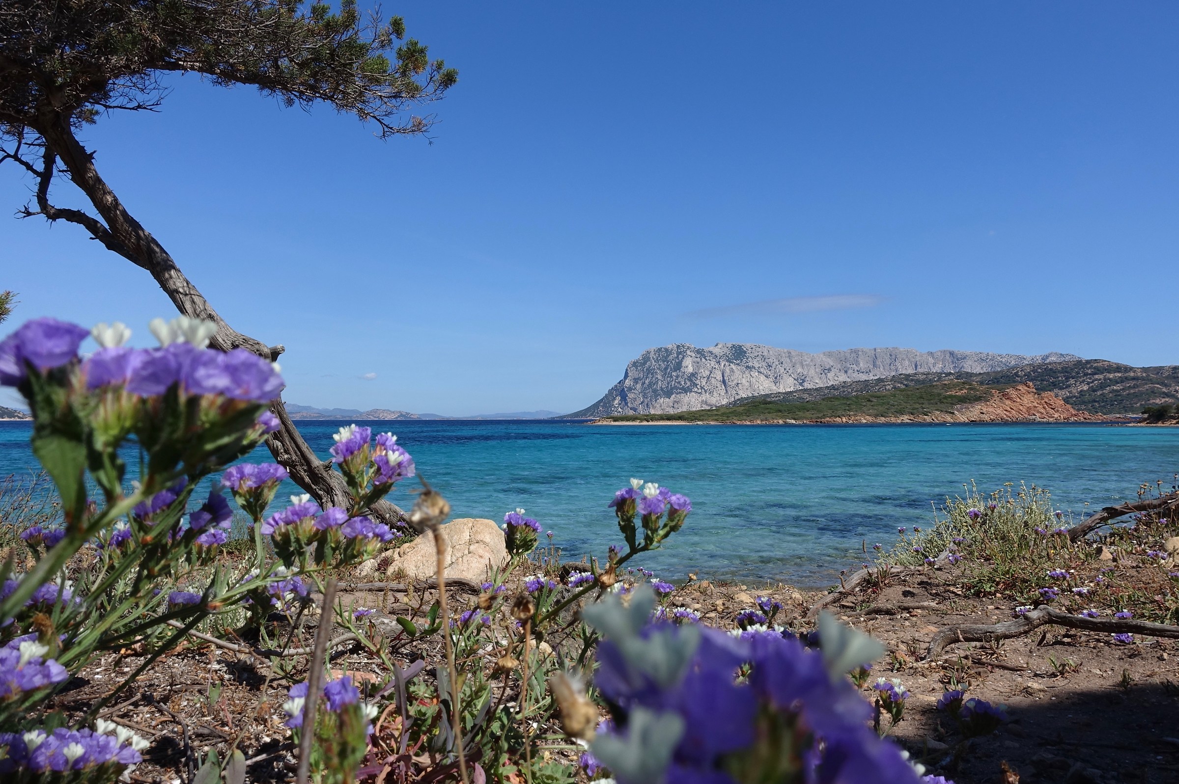 Horse tail in spring 3