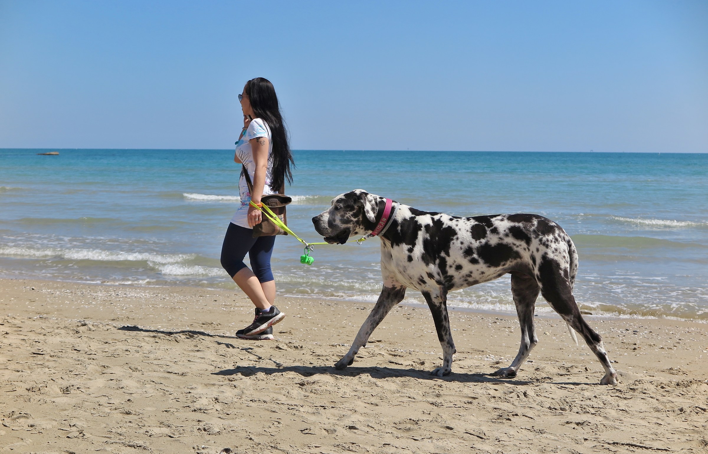 Piccola lei o grande il cane?