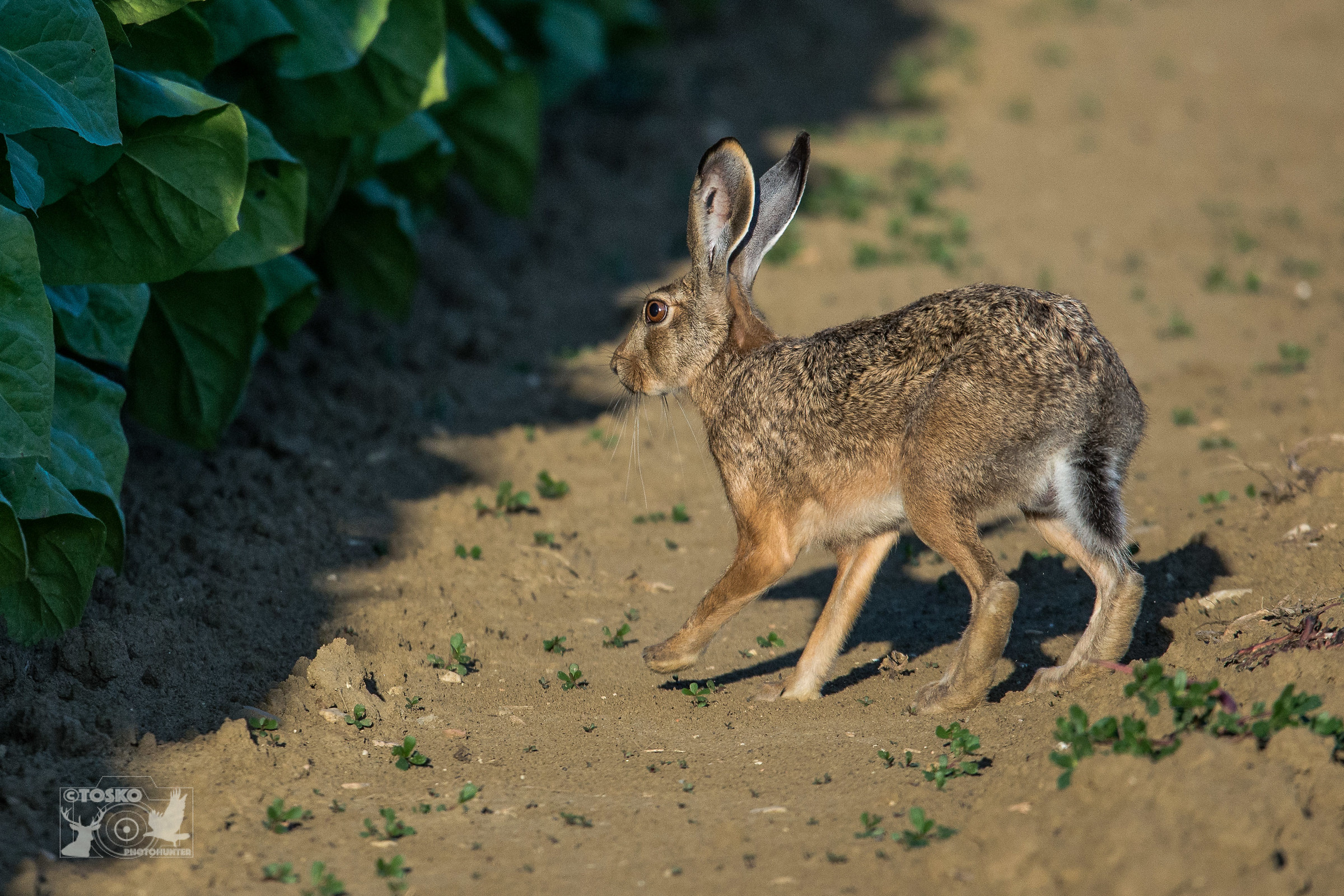 Male hare between tobacco leaves