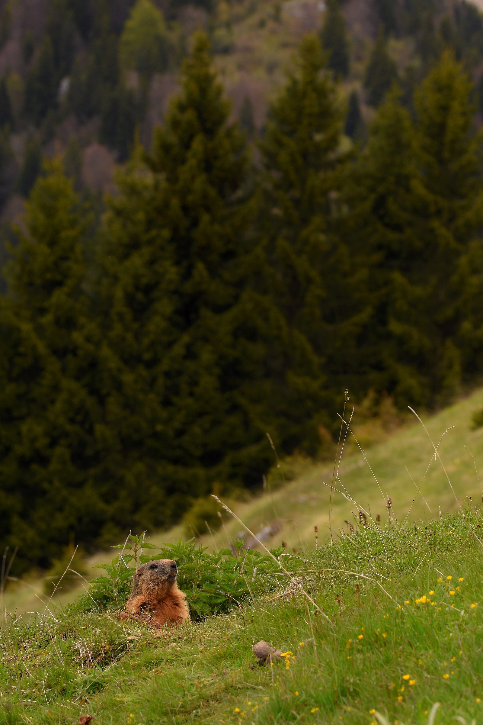 Marmotta Alpina