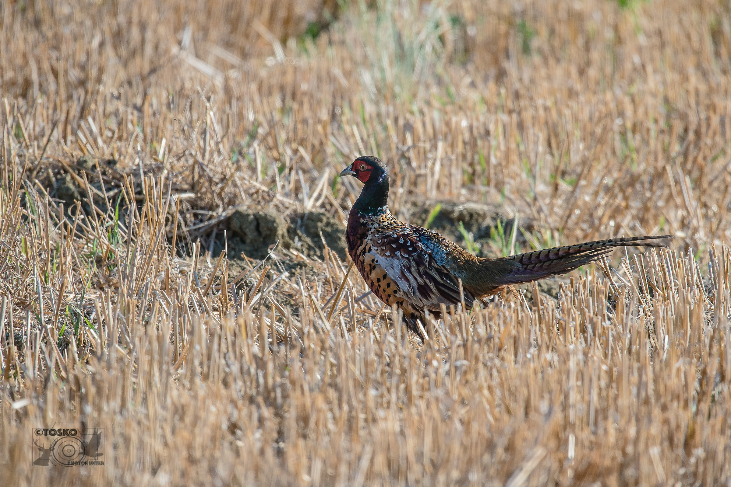 fagiano maschio su stoppia @600mm