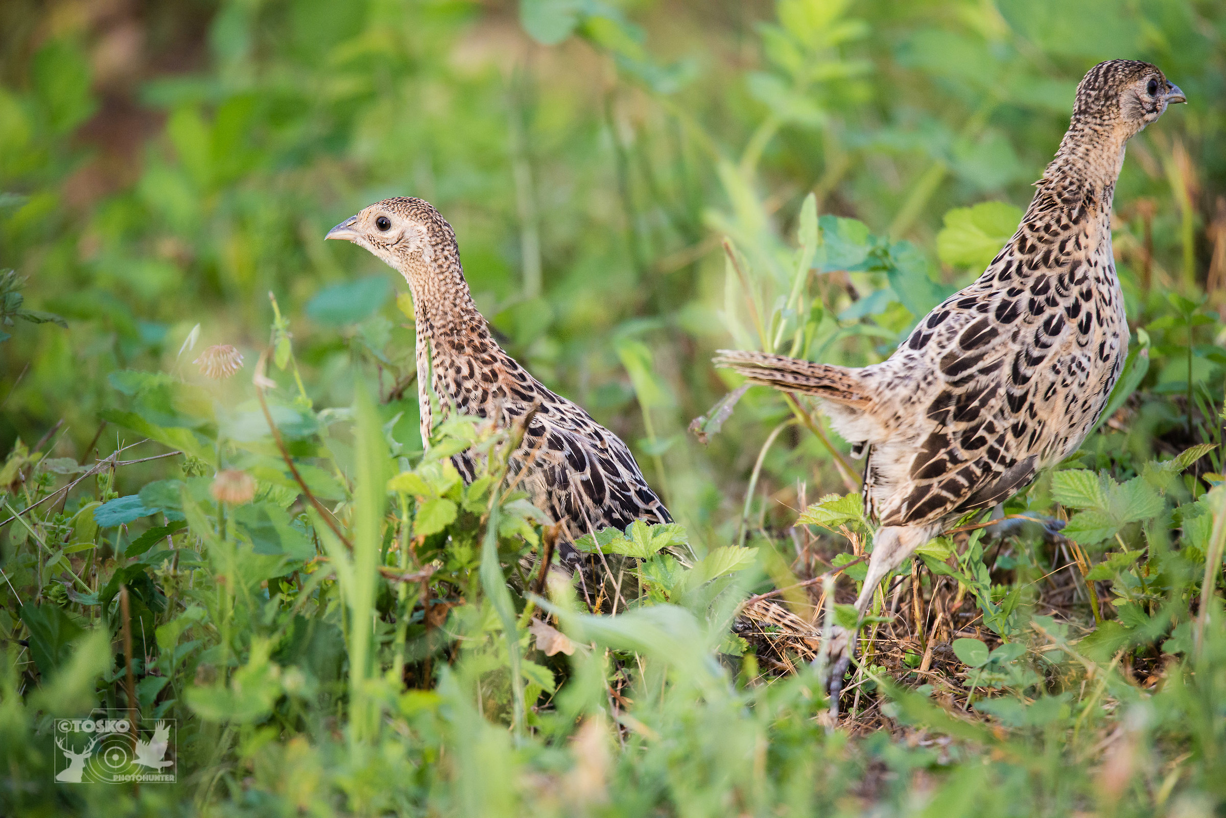 piccoli di fagiano tra l'erba @600mm