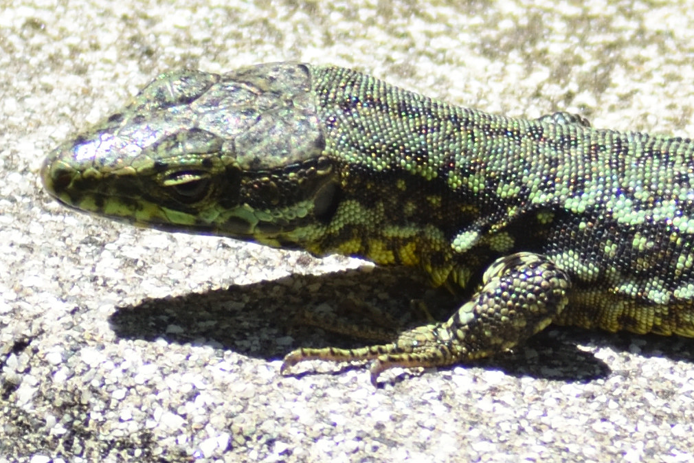 Lucertola 60-300 Live View