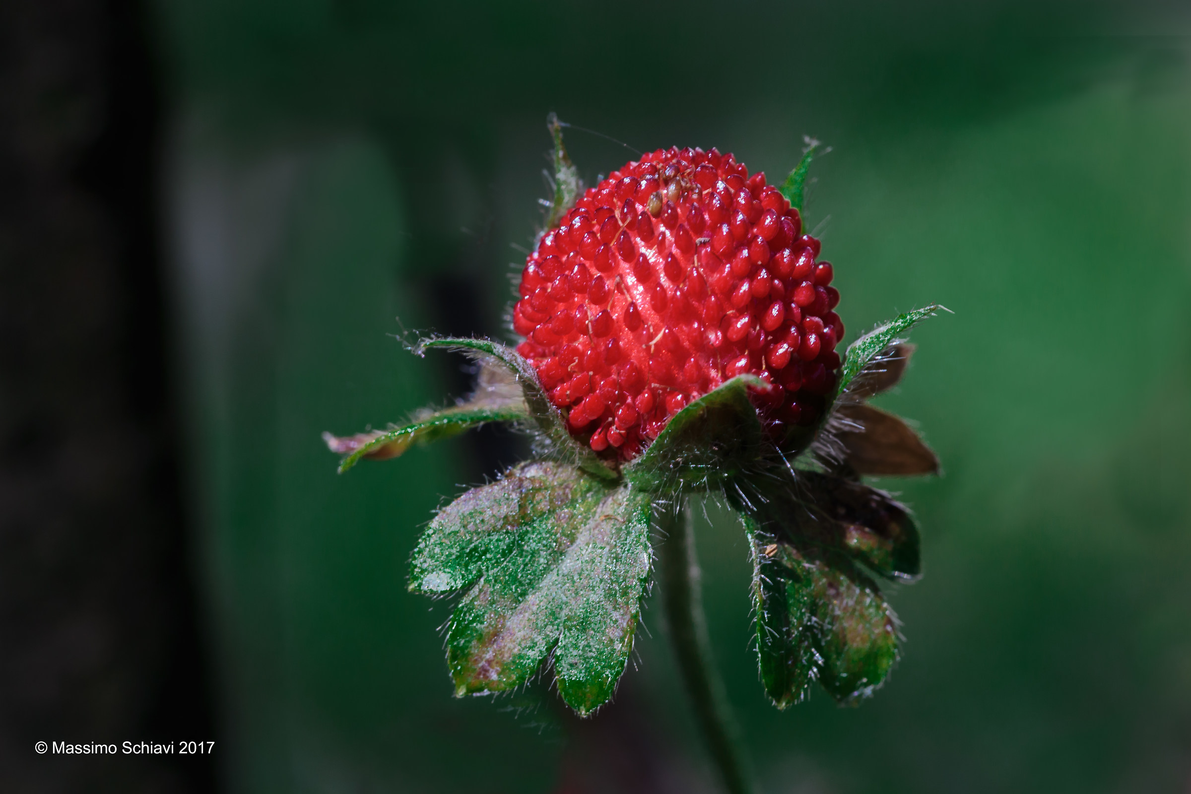 Seamless strawberry tree.