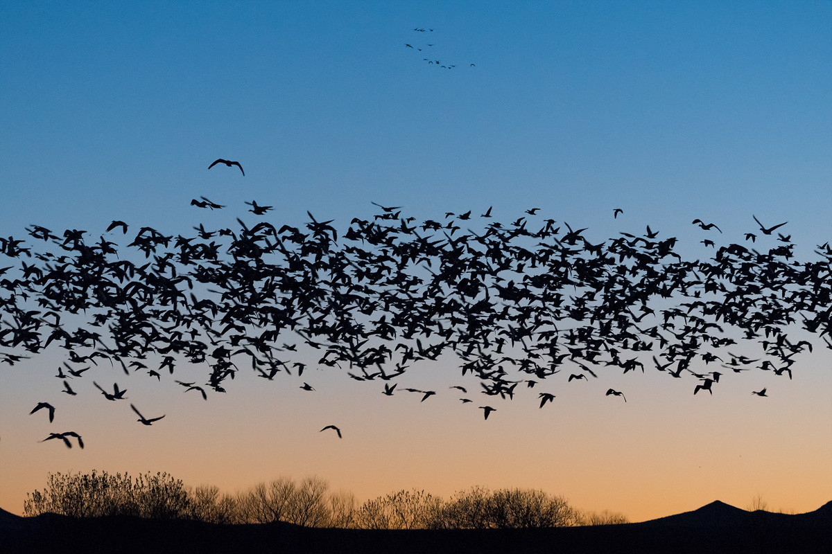 Artic Geese, Bosque del Apache