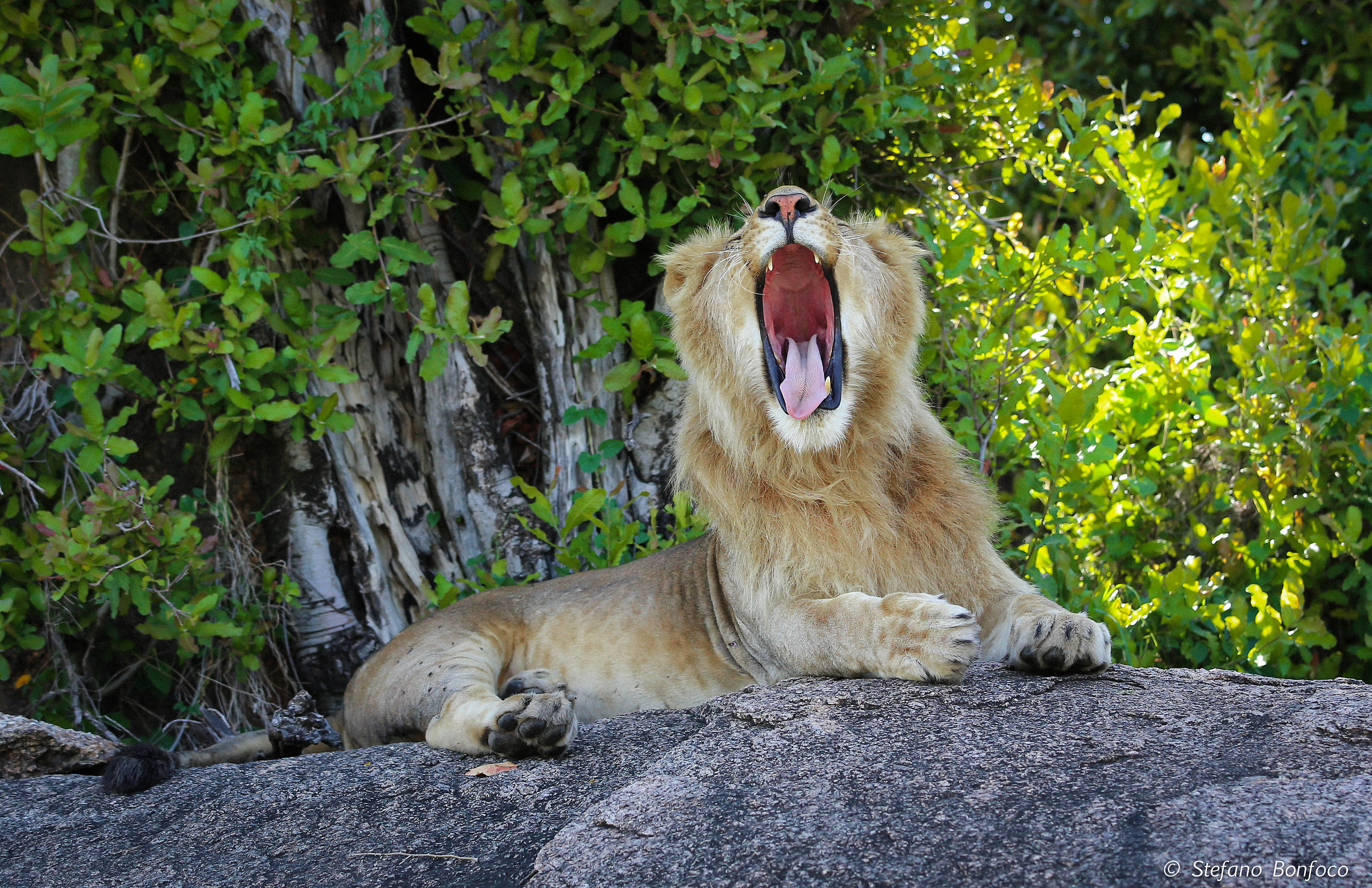 Leo (Panthera Leo)