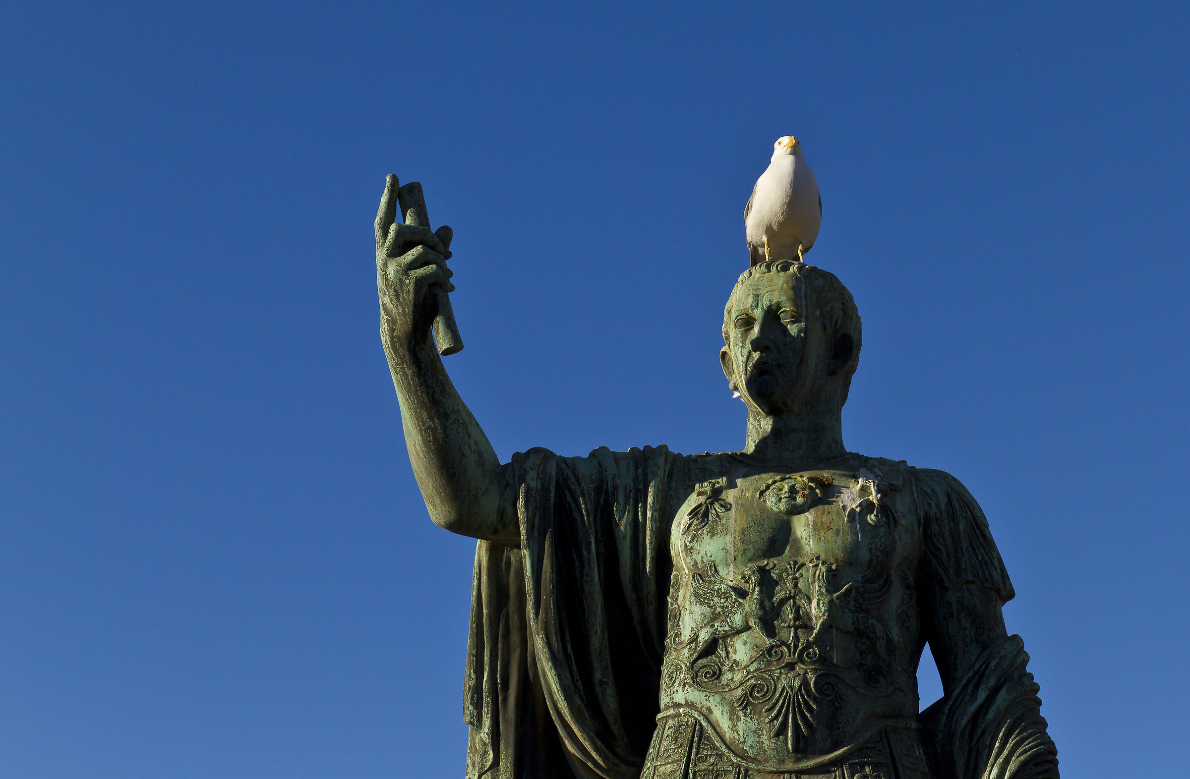 Rome .... Seagull Let's make a selfie