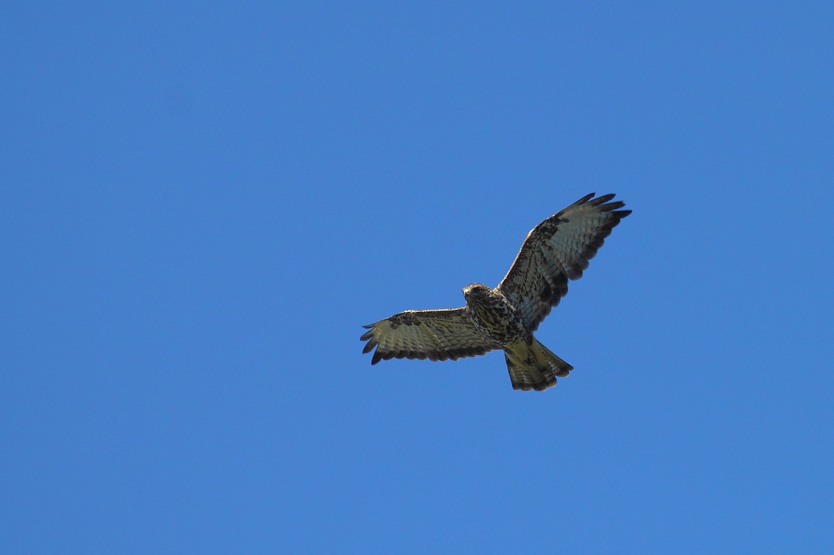 buzzard