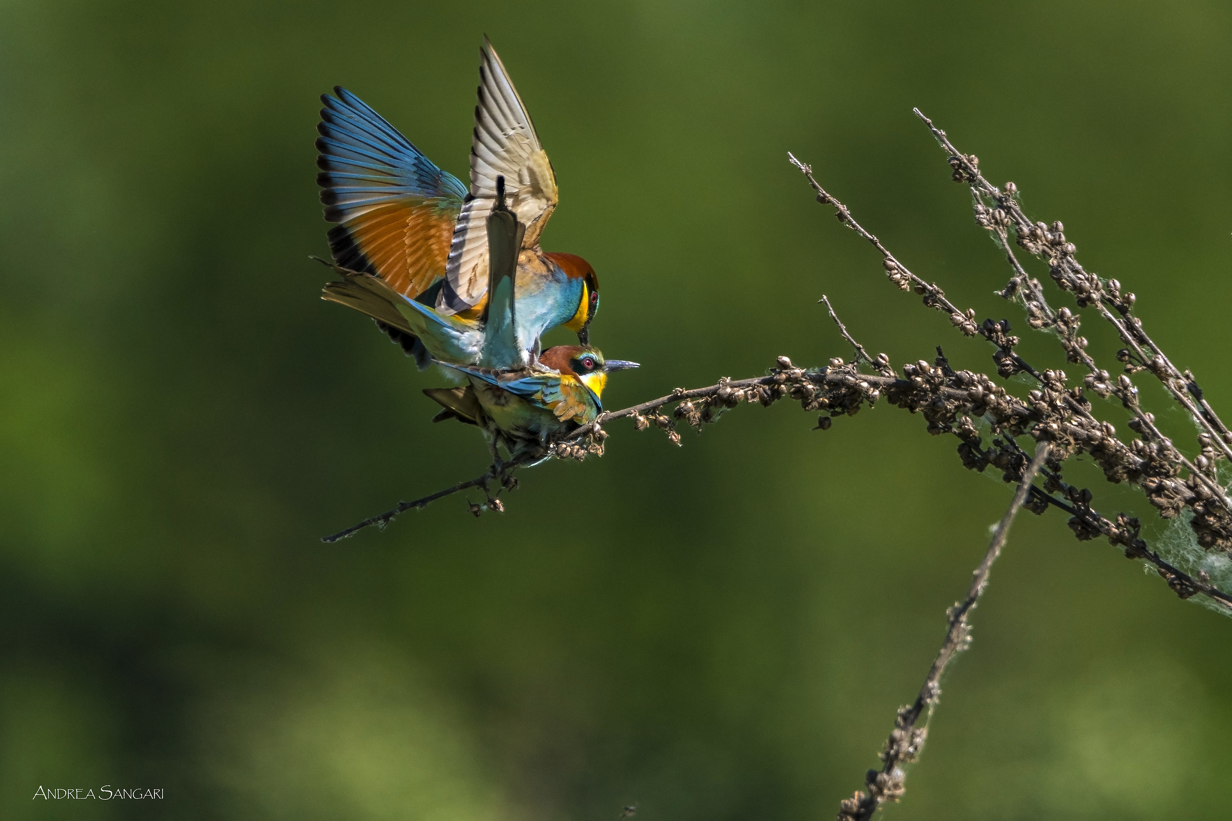 The first couple of dummies