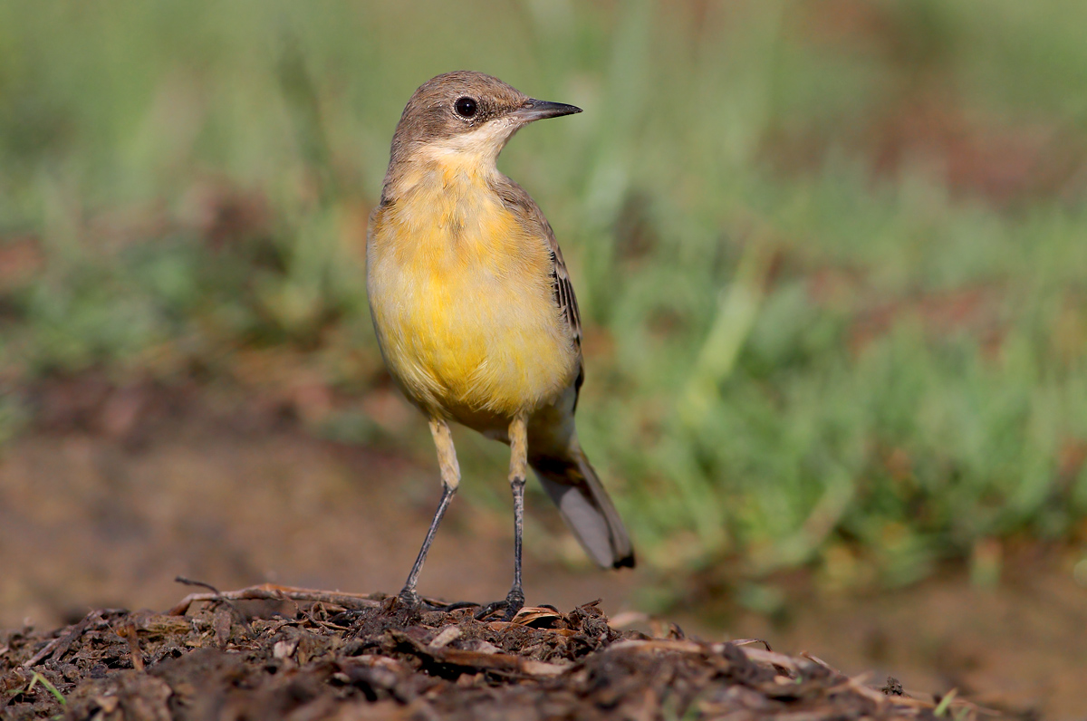 Yellow Wagtail