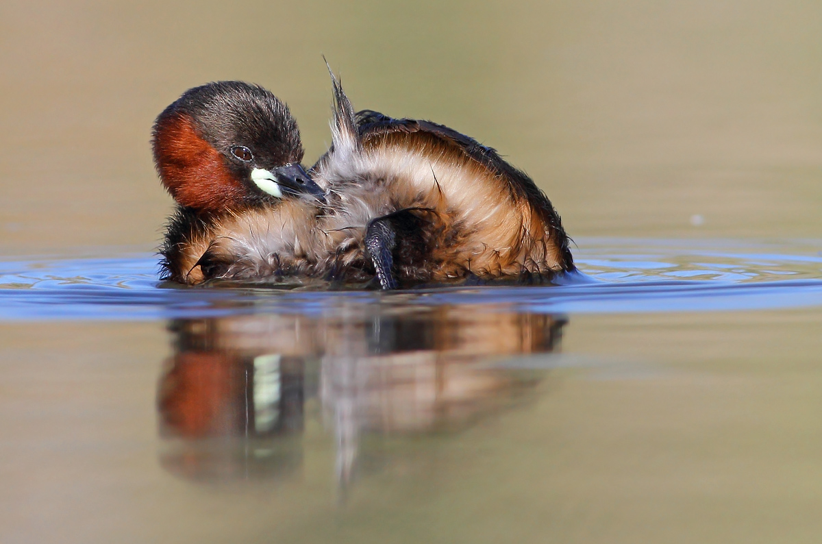 Little Grebe