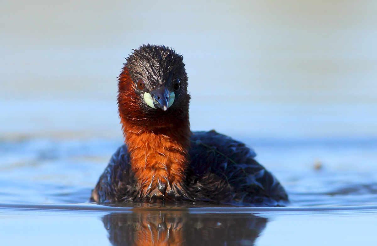 Little Grebe