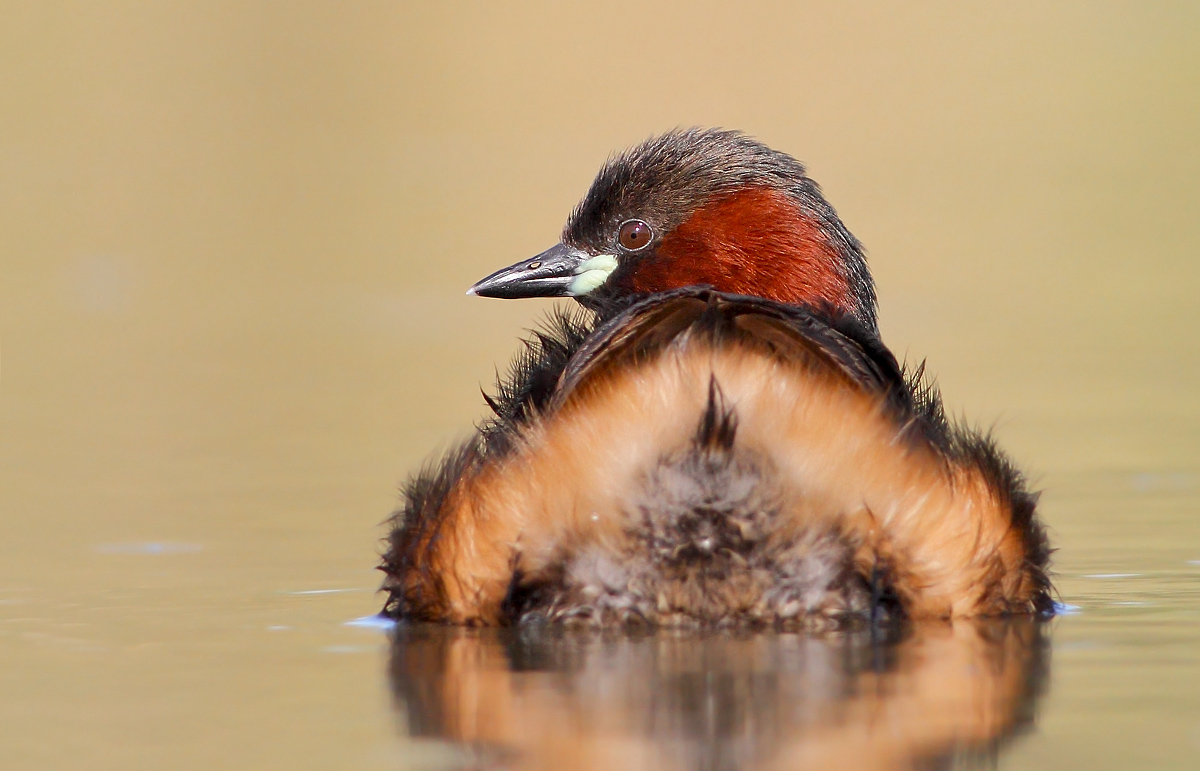 Little Grebe