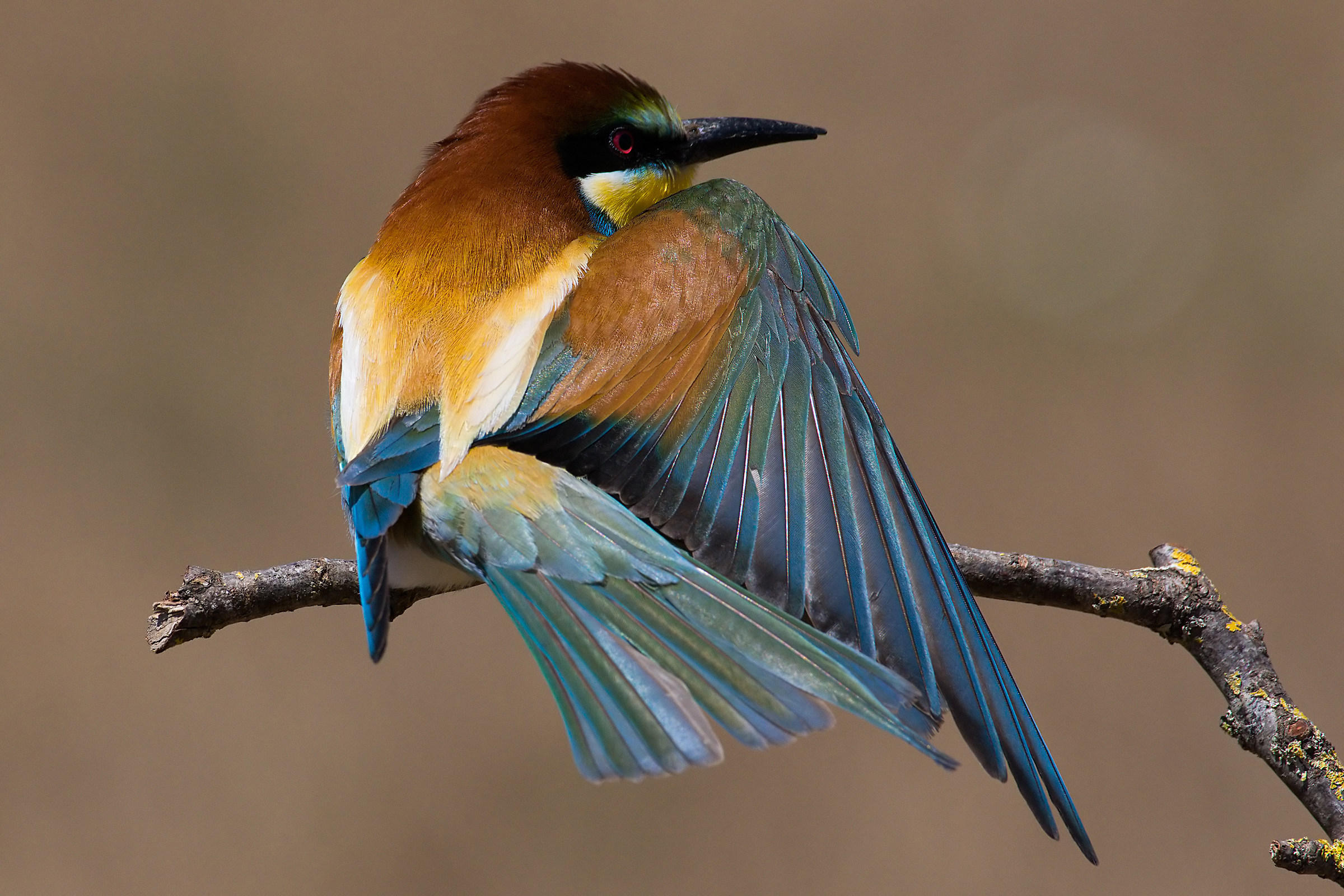 Cucumbers (Merops apiaster) 2.