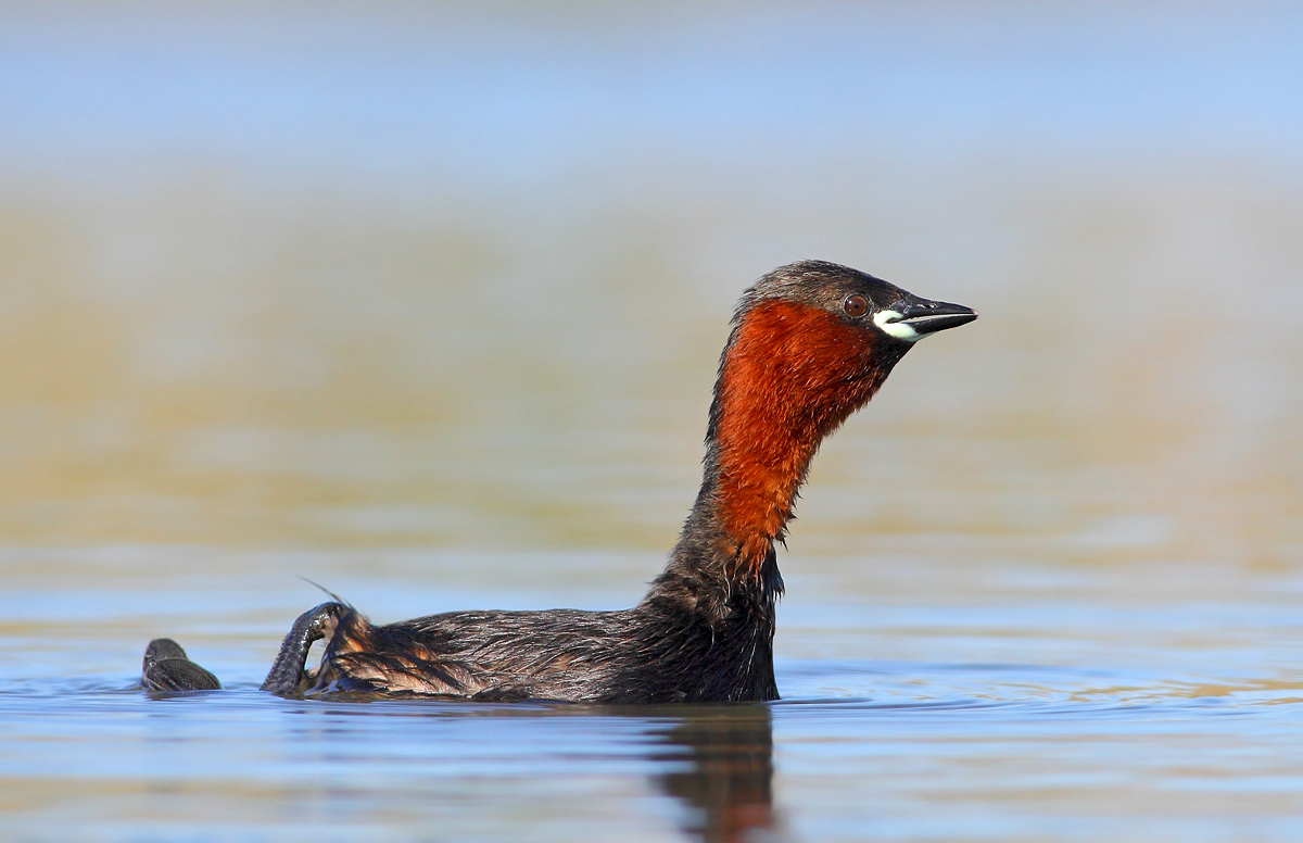 Little Grebe