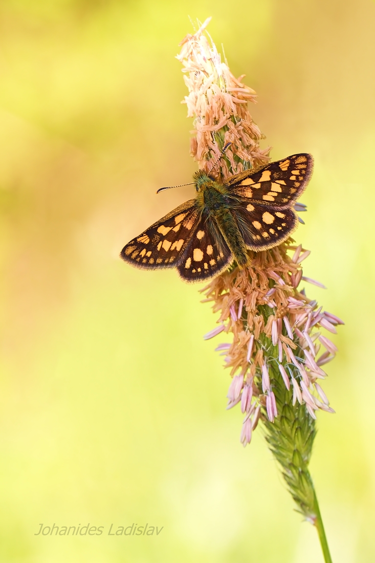 Carterocephalus palaemon