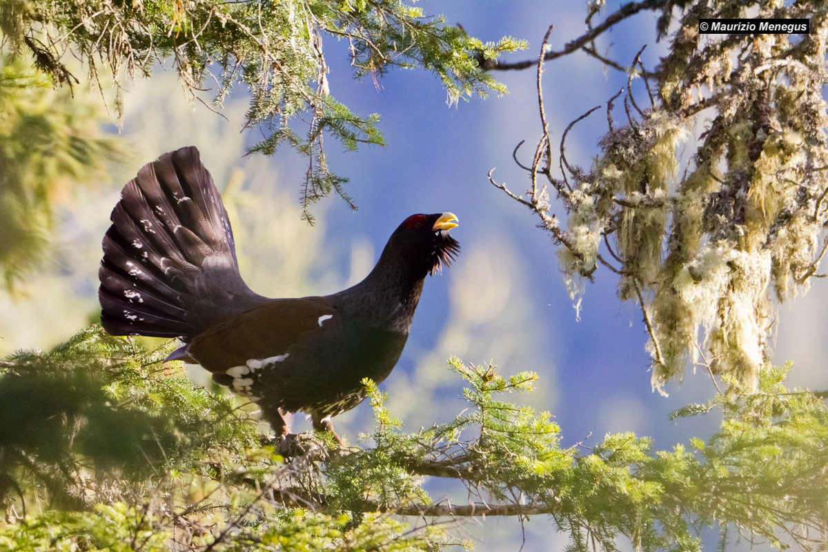 Gallo Cedrone on the branch