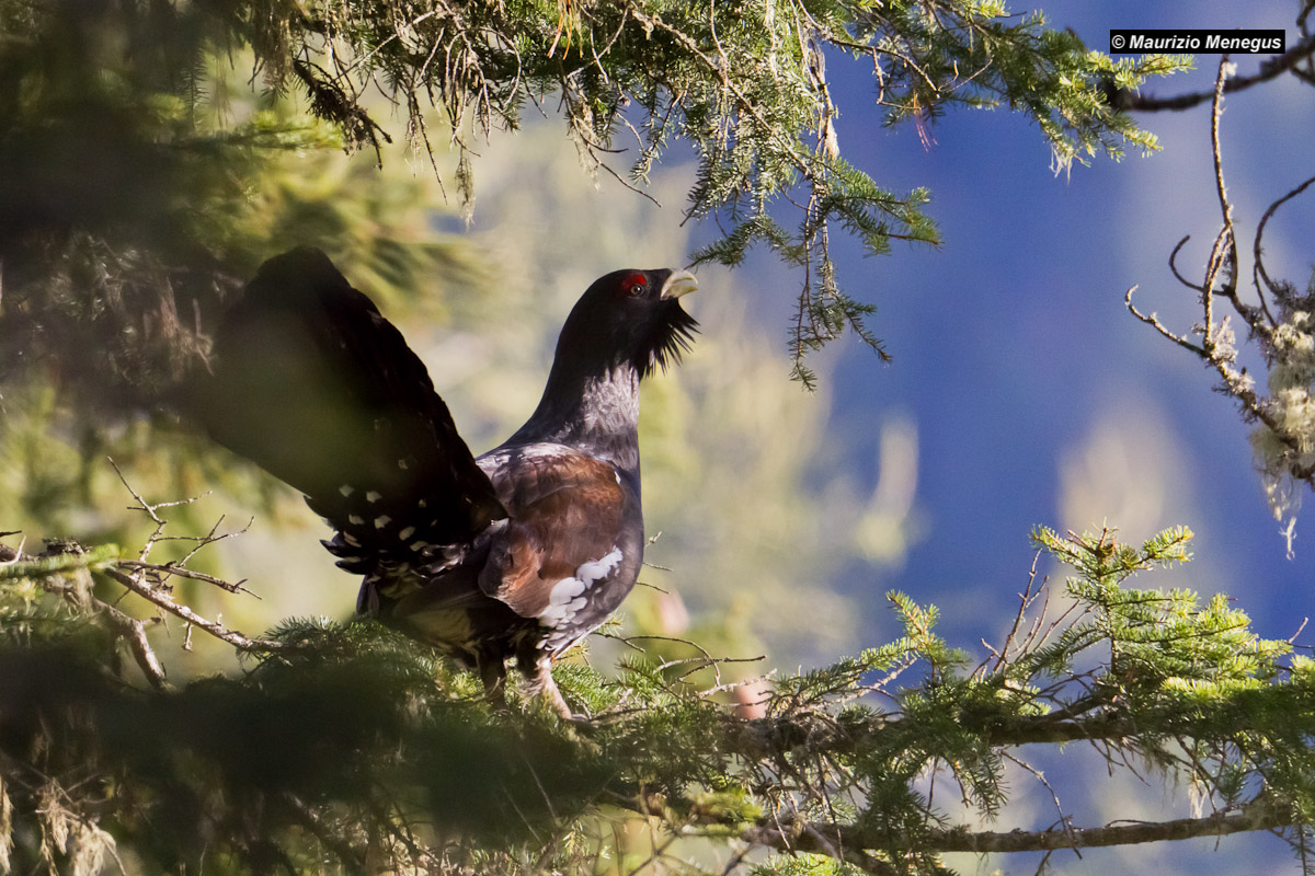 The eye of Gallo Cedrone