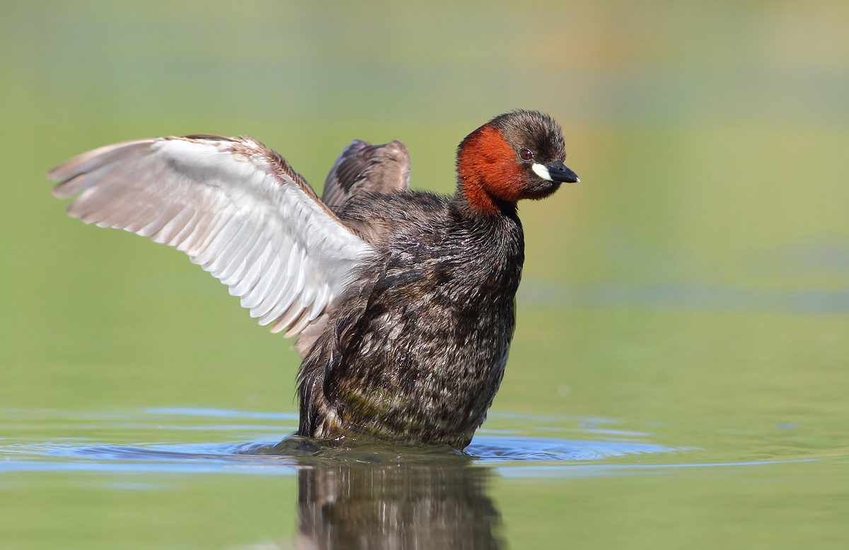 Little Grebe