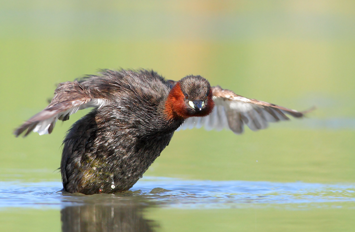 Little Grebe
