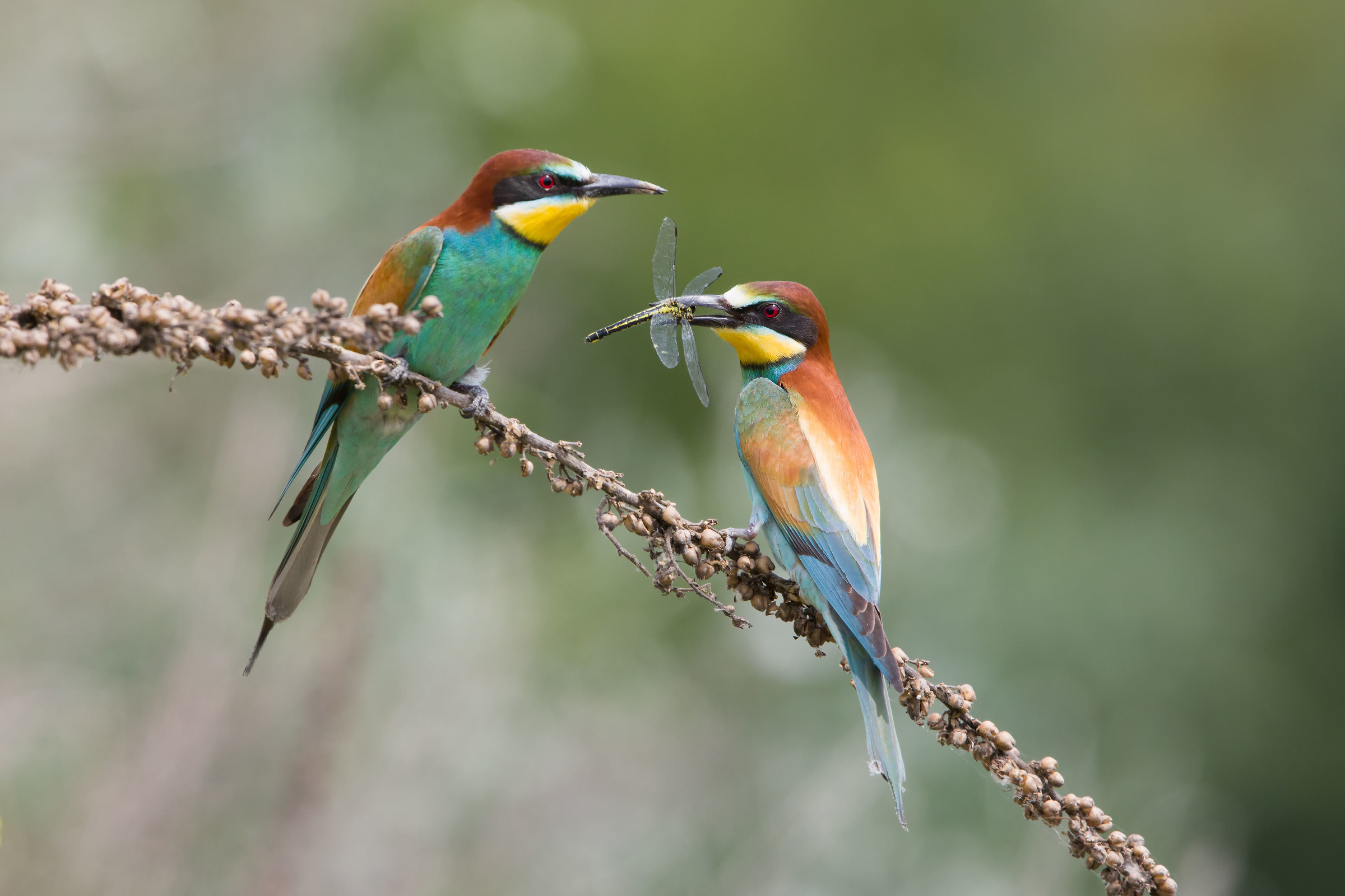 The end of the dragonfly