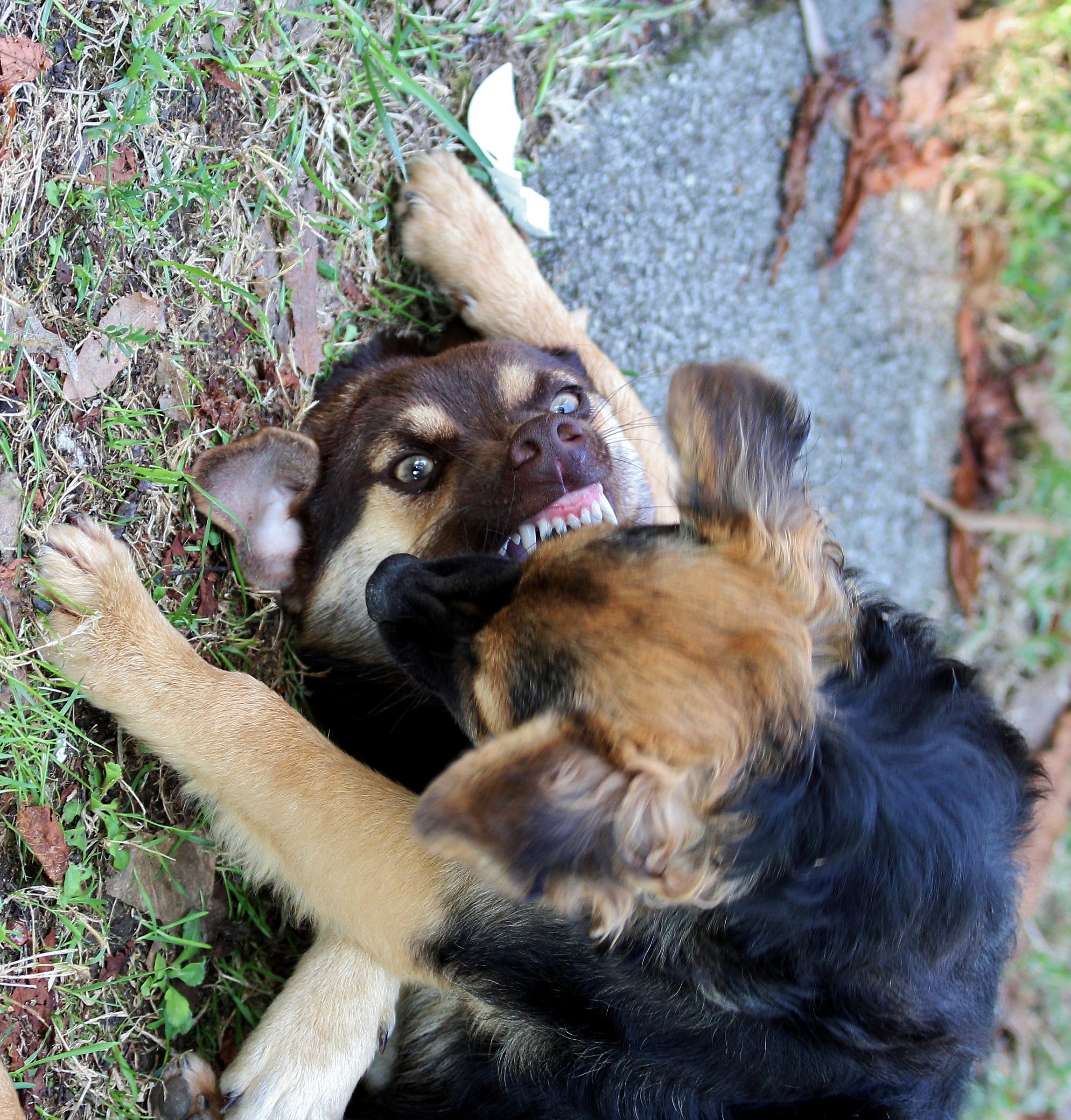 Twilight Breaking Dawn - Part 2