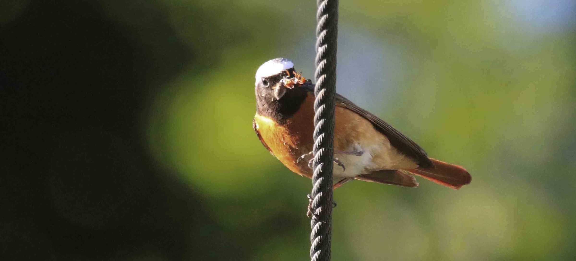 Still a codirosso ....