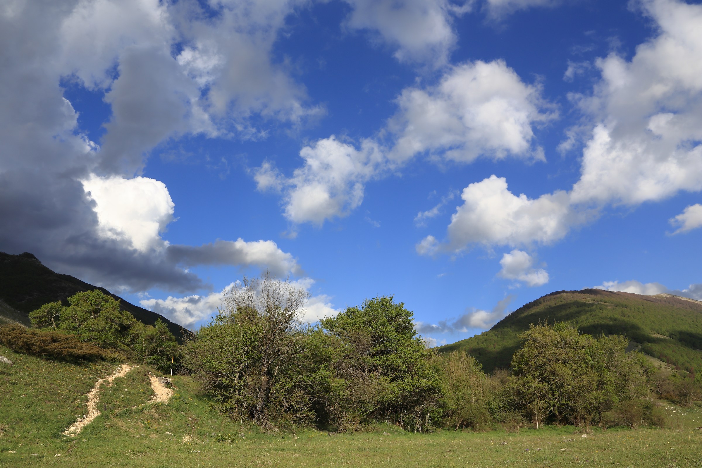 Looking for the bear!