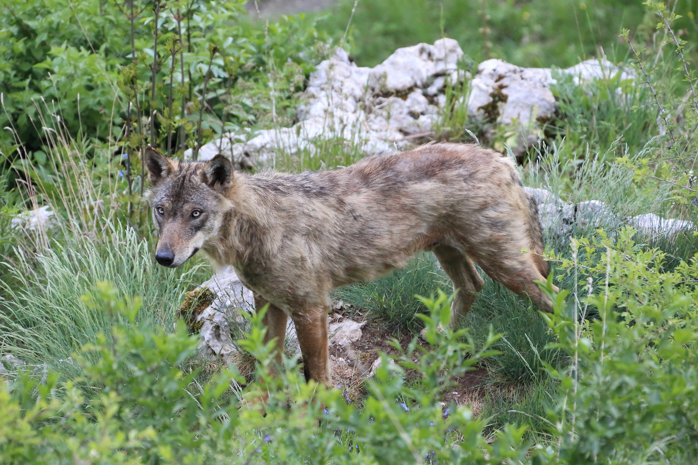 Apennine wolf