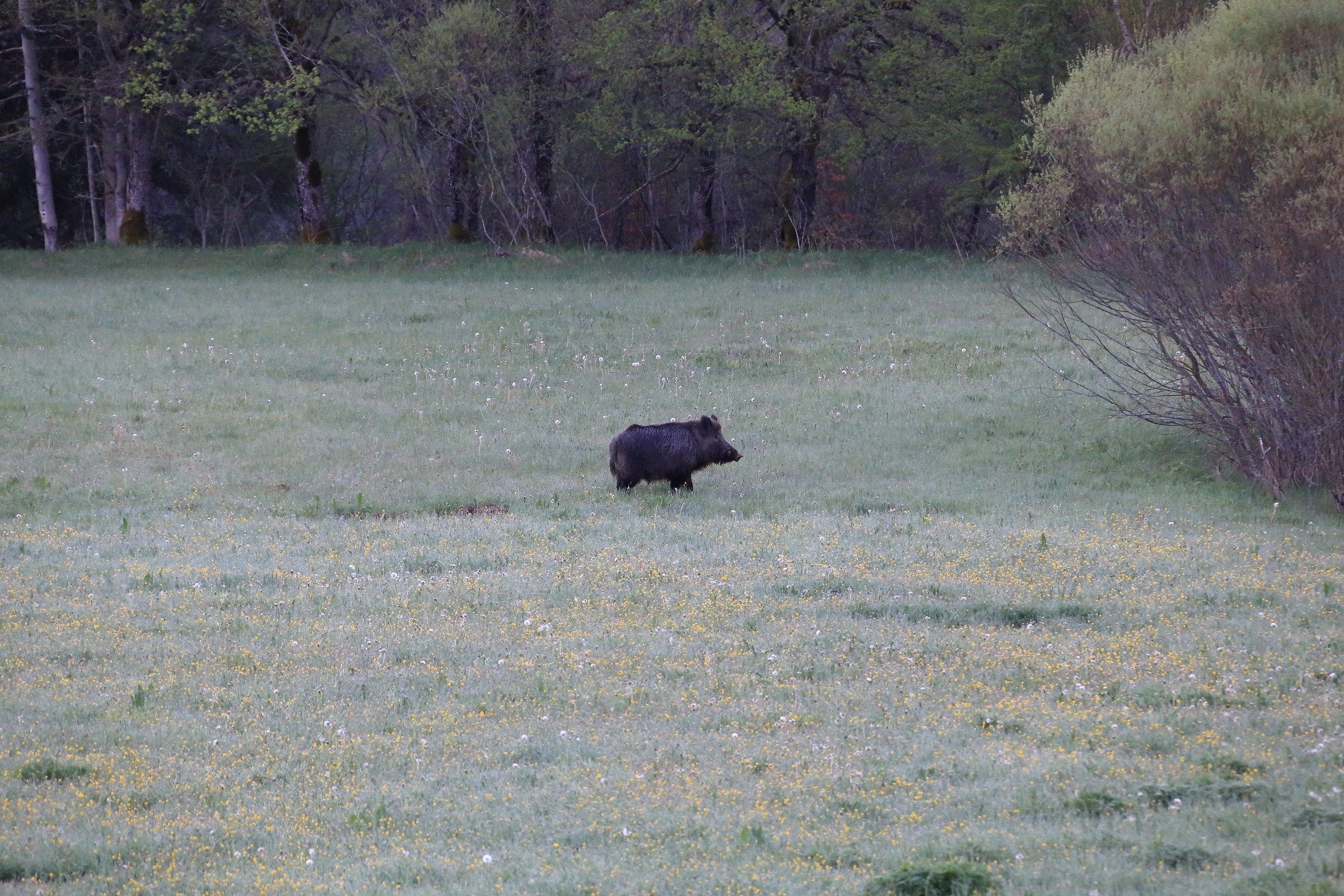 Morning boar