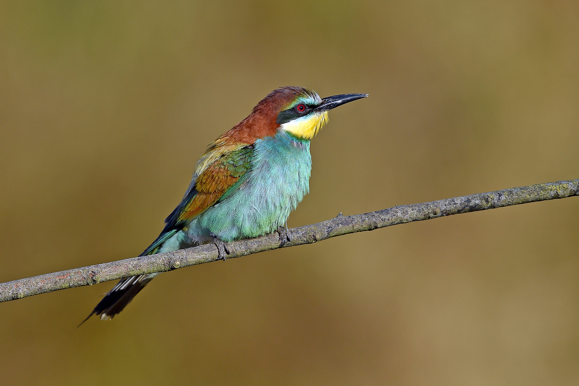 Storie di piume   ( Gruccione )