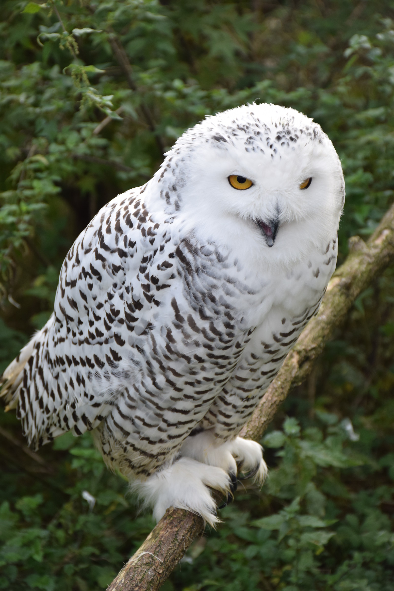 I pay attention to you !!