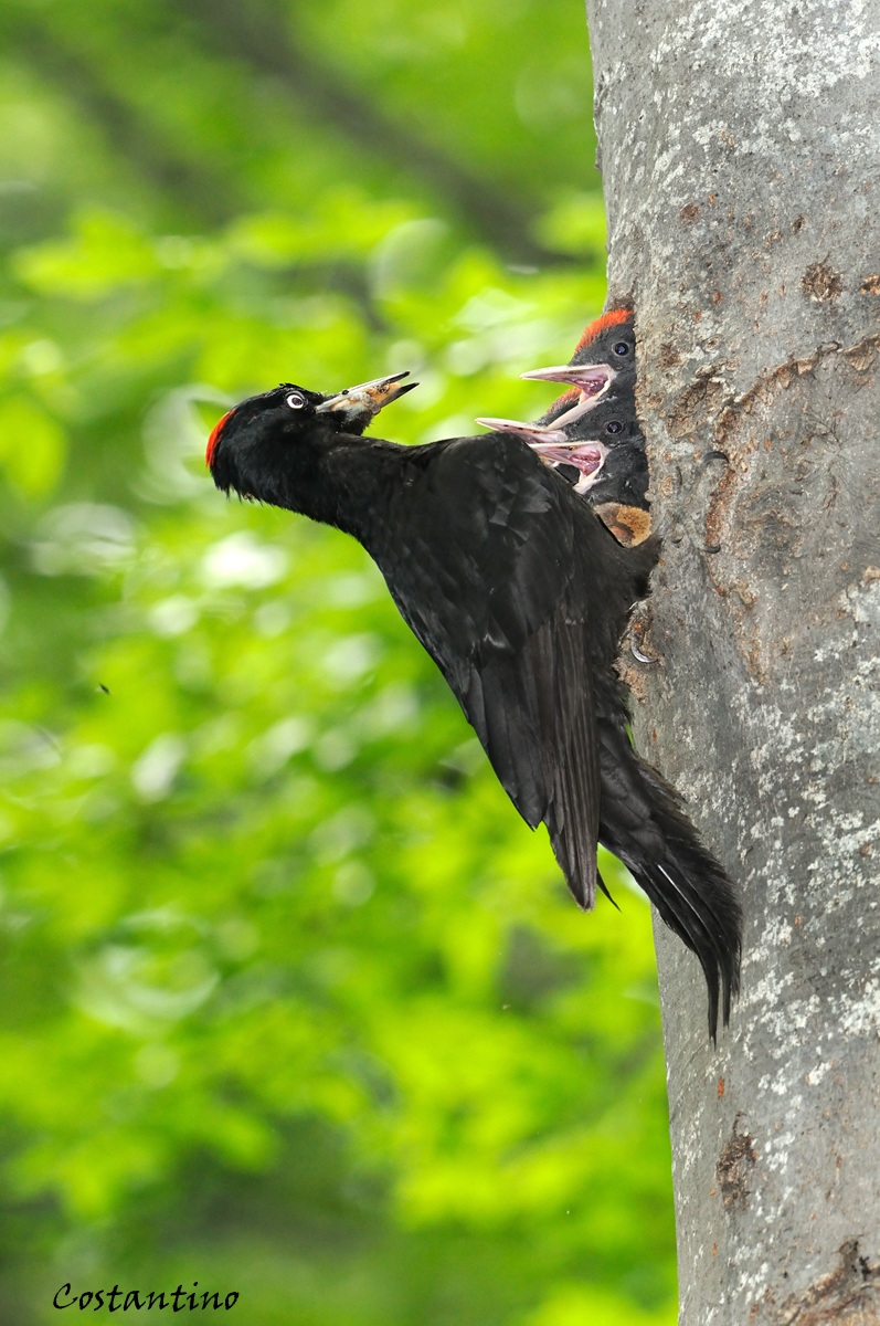Picchio nero (Dryocopus martius)