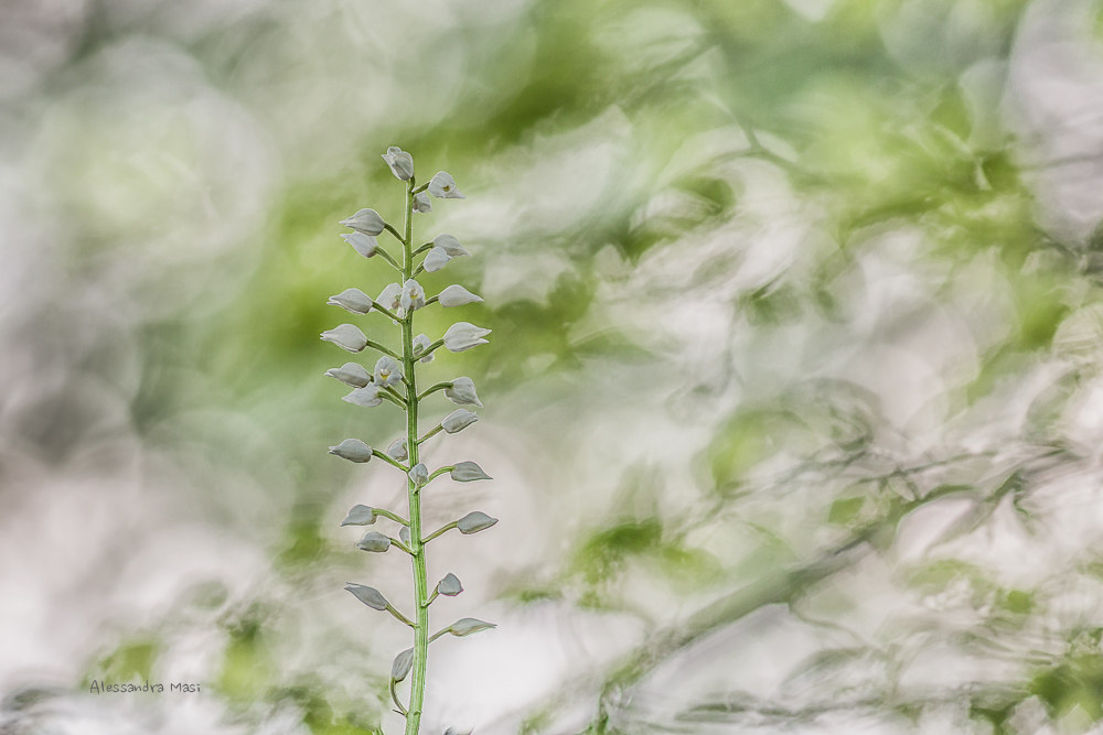 Cephalanthera longifolia