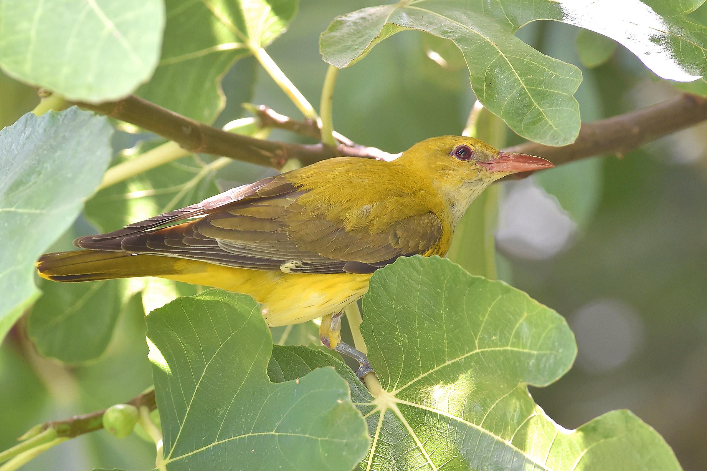 Storie di piume      ( Rigogolo )